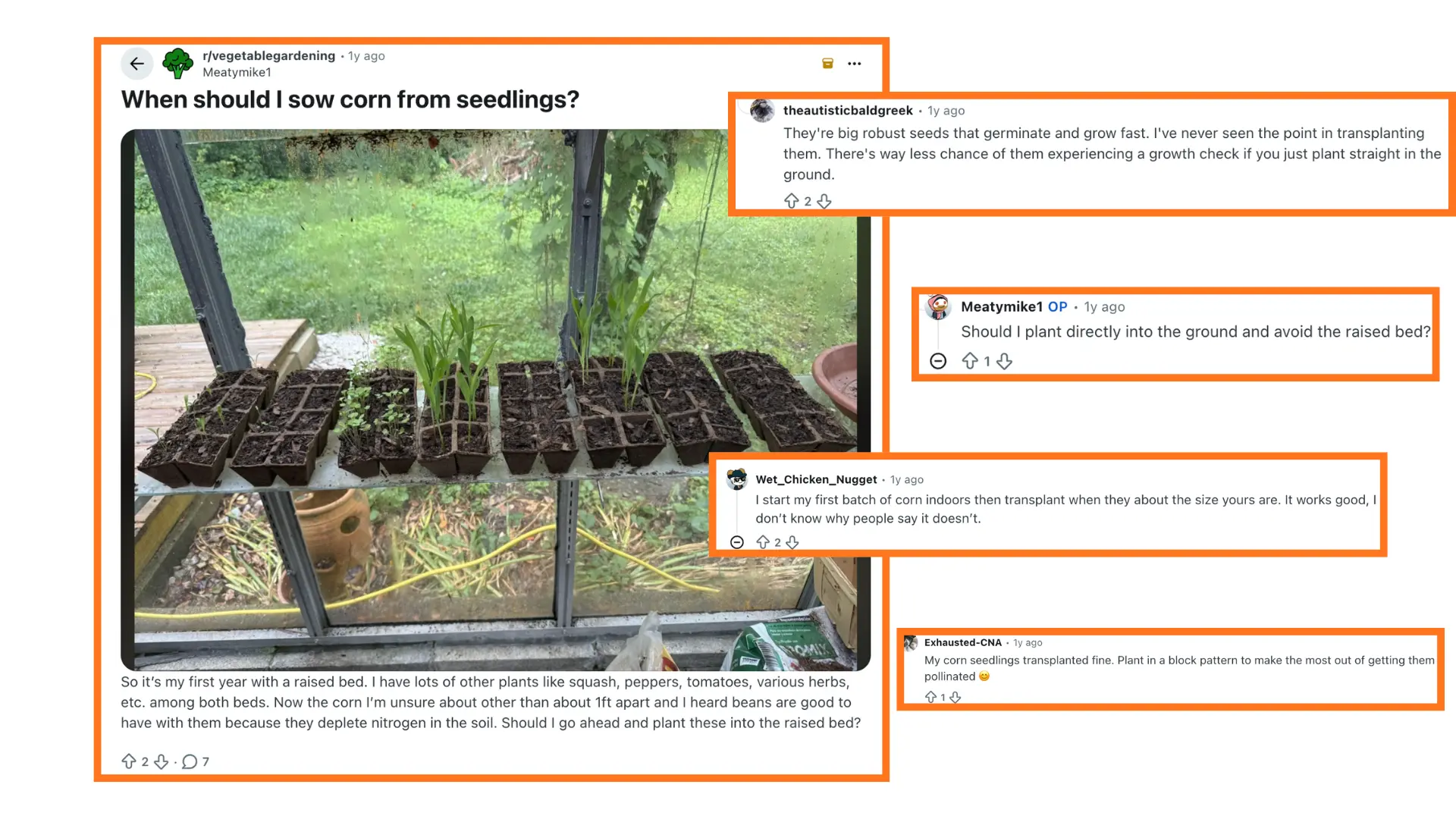 reddit thread discussion showing comments about when to plant corn seedlings in a raised bed