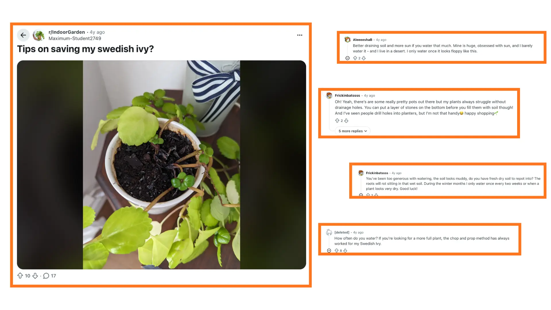 reddit thread screenshot showing swedish ivy plant photo with gardener comments and watering advice