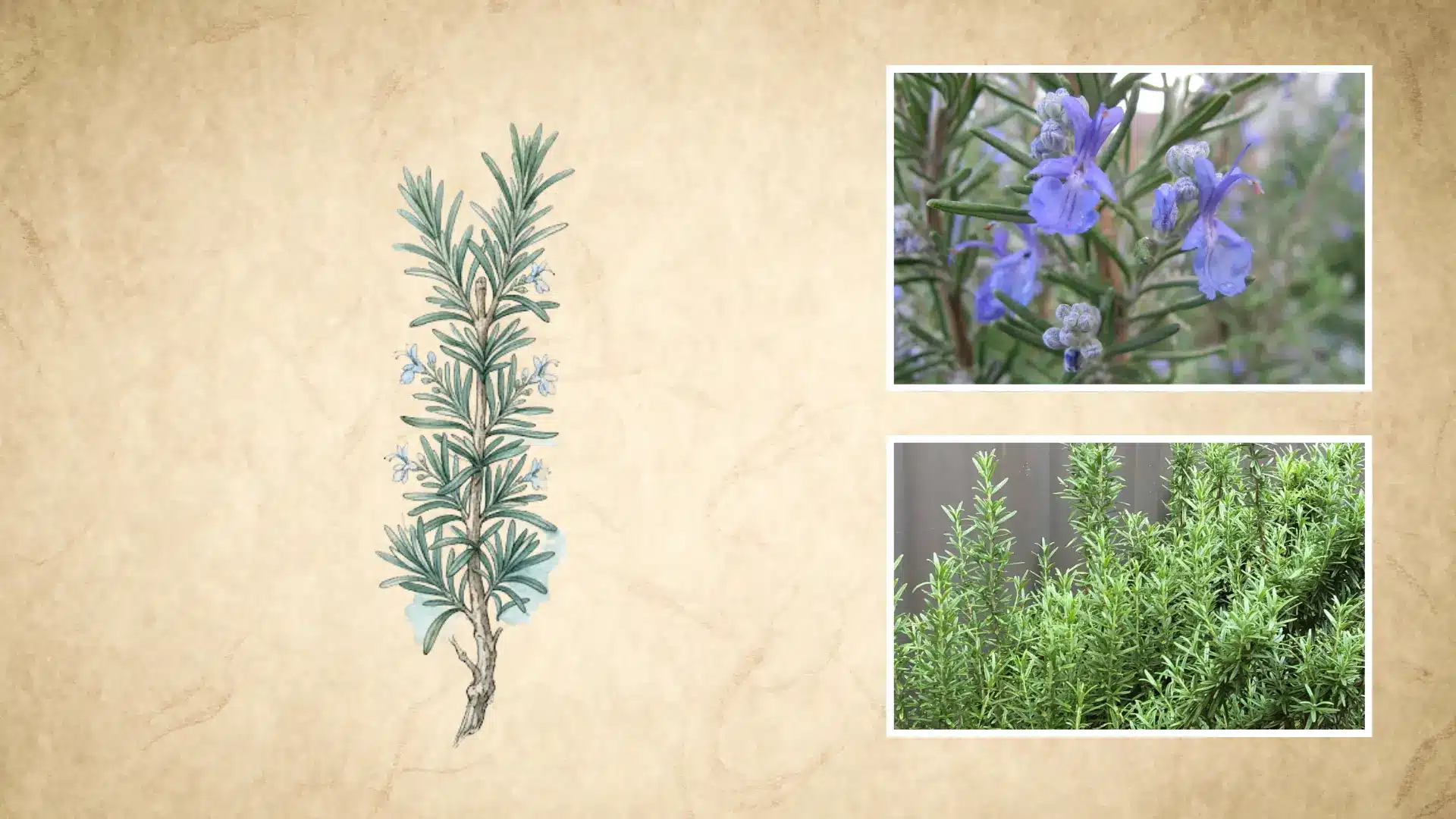 rosemary sketch paired with real of purple flowering sprigs and a full green shrub