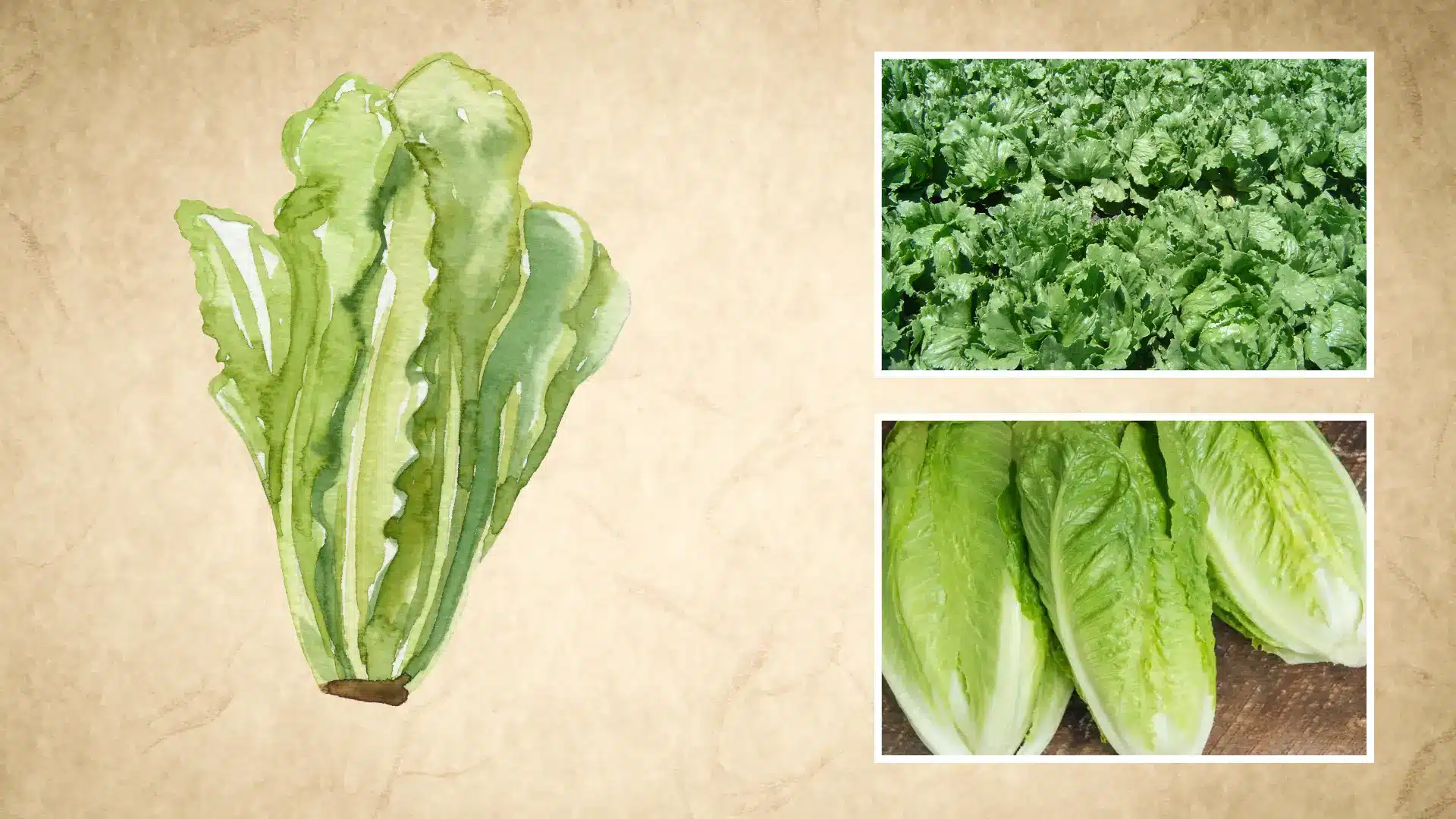 rows of leafy green lettuce heads growing in soil paired with a botanical style illustration
