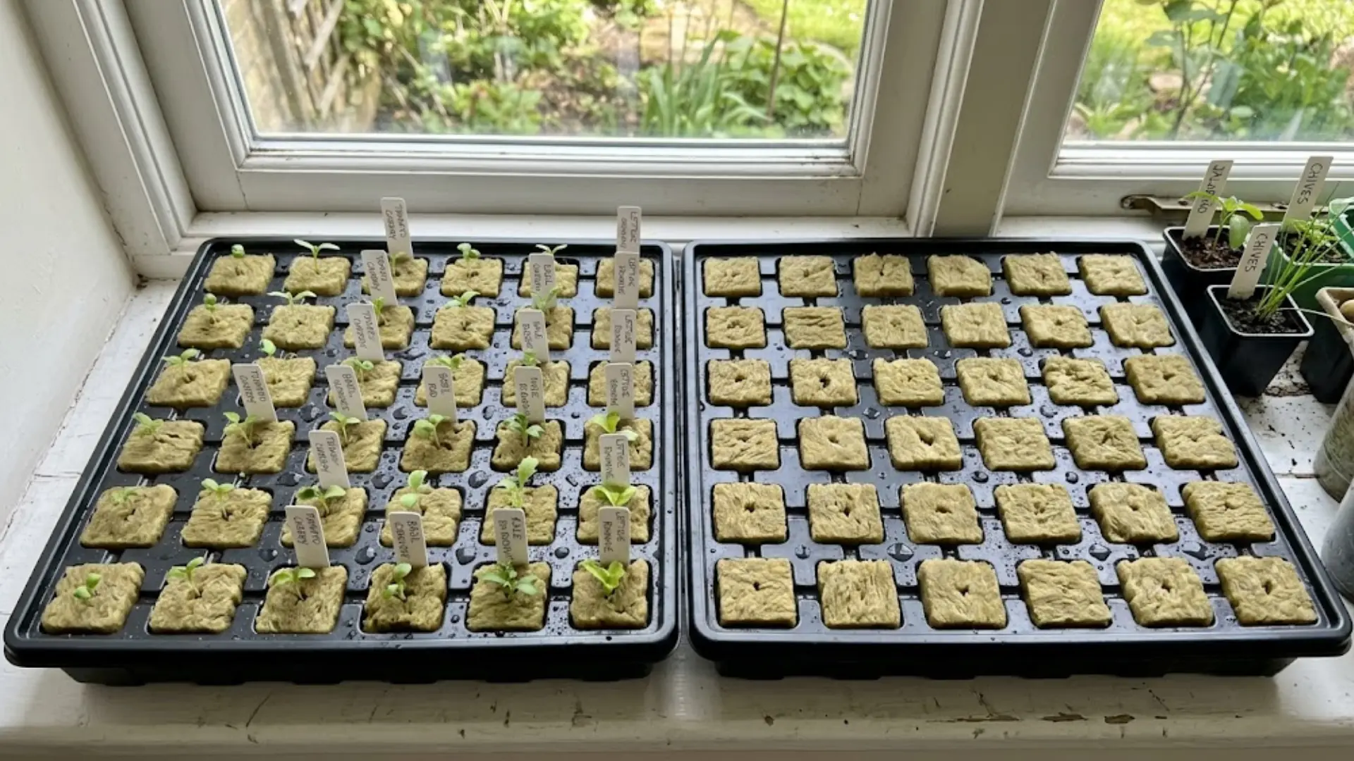 rows of rockwool cubes with tiny seedlings and plant labels in black trays on a windowsill