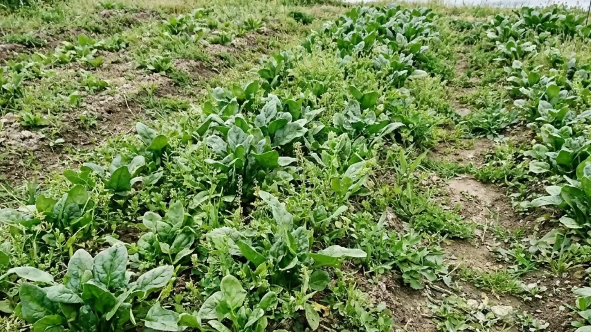 rows of spinach growing in a home garden patch