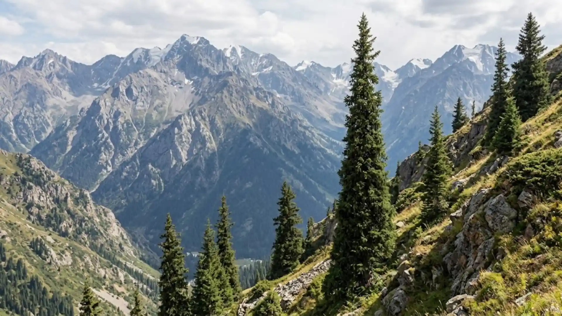 schrenk spruce with narrow pyramidal form on a central asian mountainside