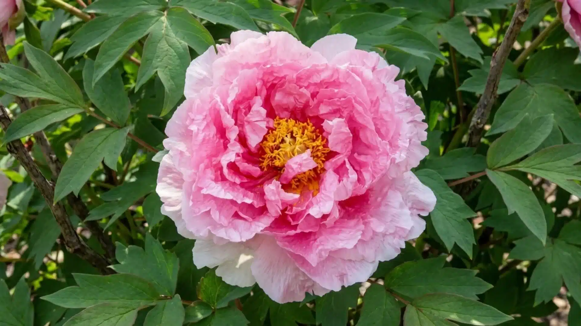 soft pink hanakisoi tree peony bloom with ruffled petals growing among green garden foliage