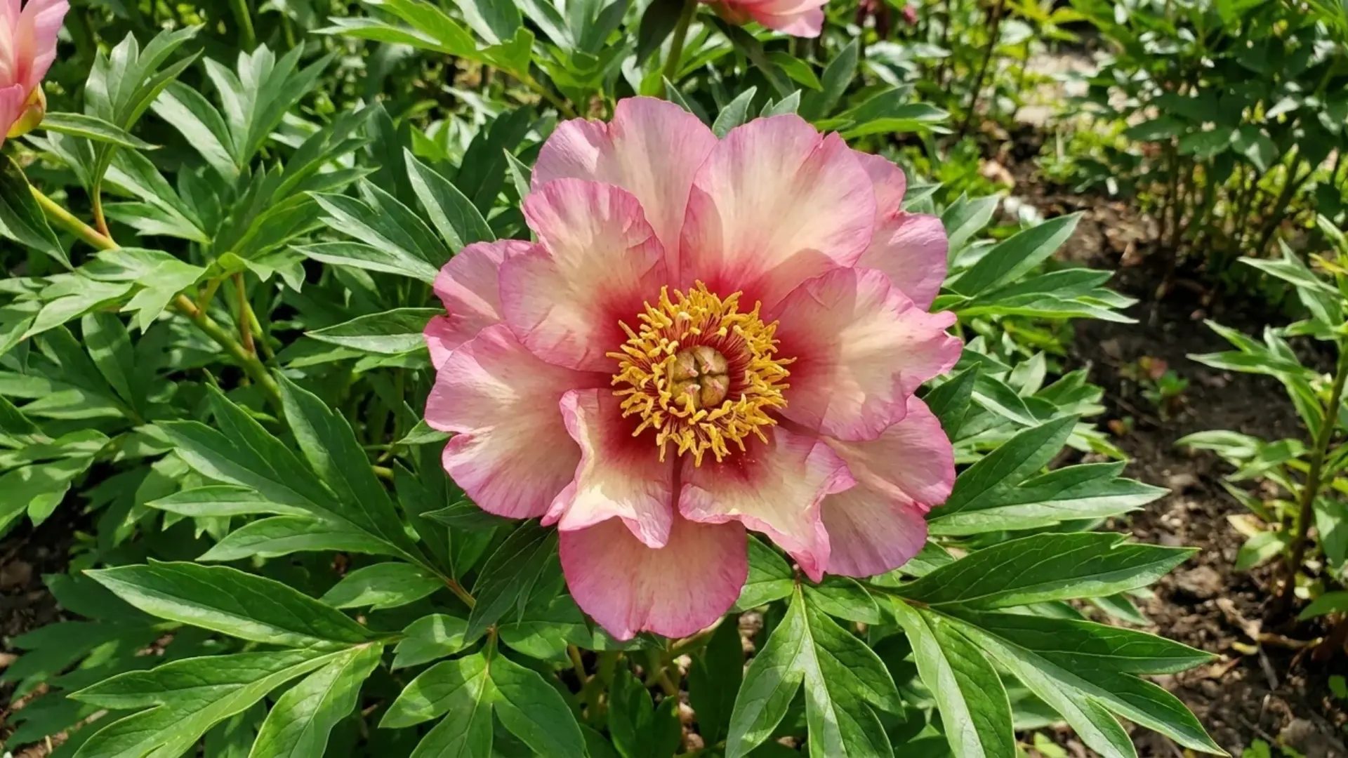 soft pink julia rose itoh peony bloom with cream tones growing in a green garden bed