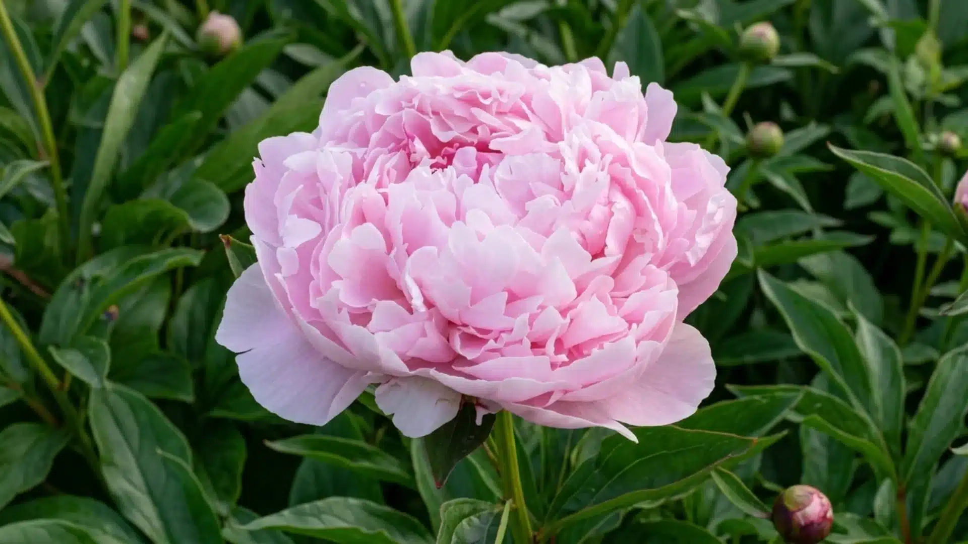 soft pink sarah bernhardt peony bloom with layered ruffled petals in a green garden