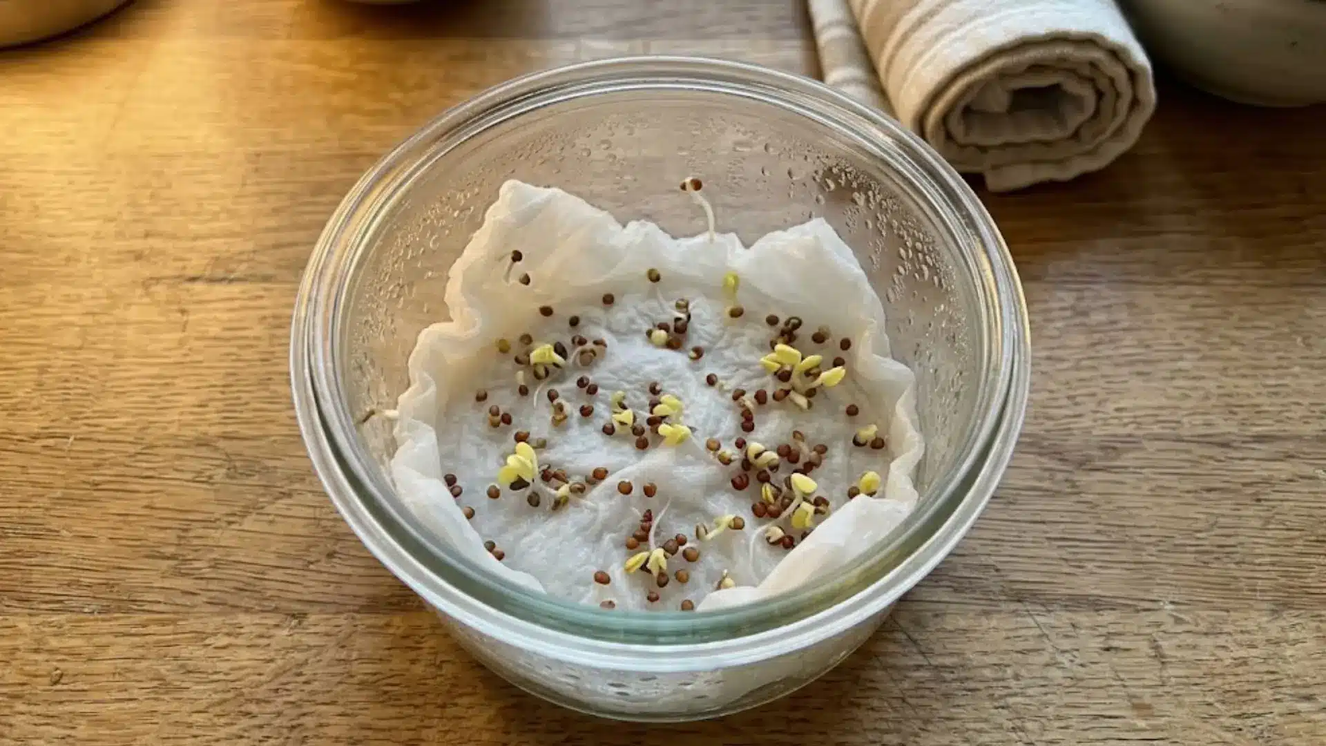 sprouted seeds with tiny roots resting on a damp paper towel inside a clear glass bowl
