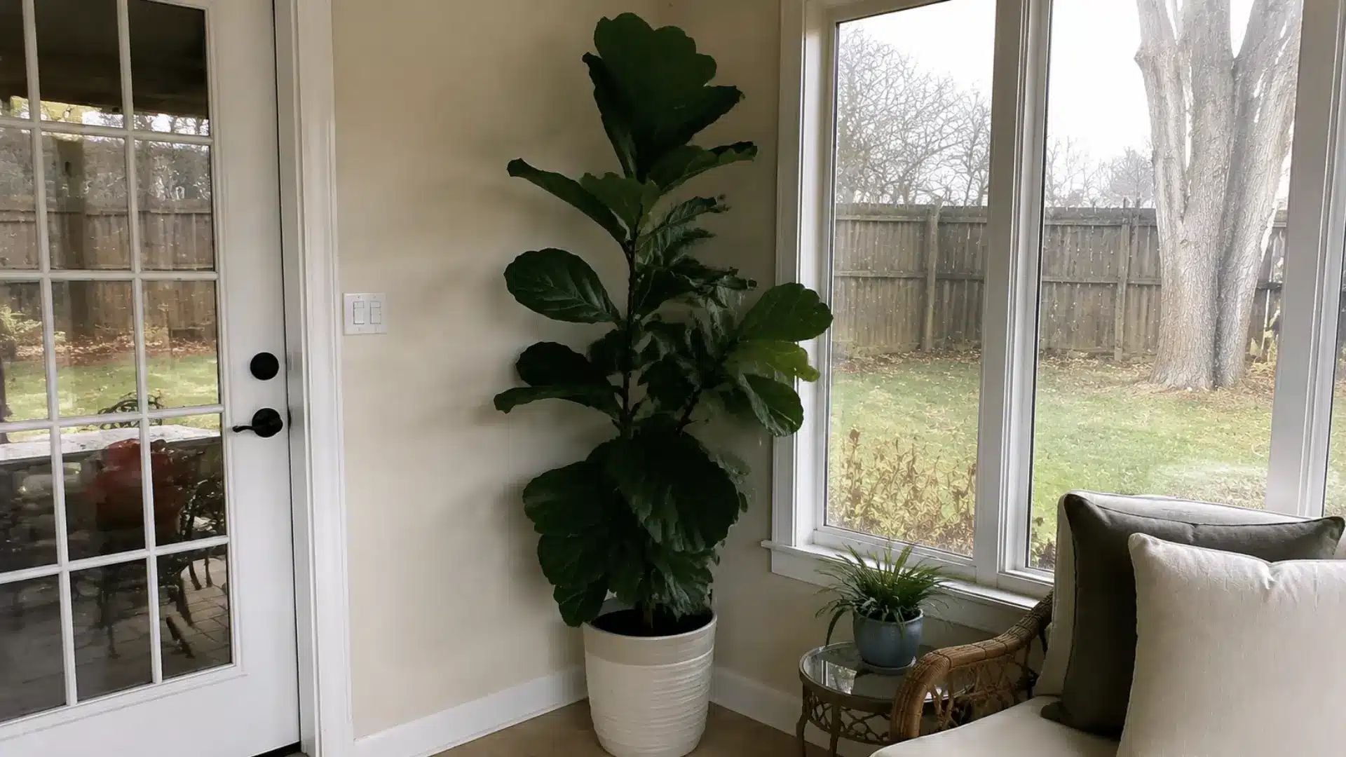 tall fiddle leaf fig plant as a focal point in a bright sunroom corner nook