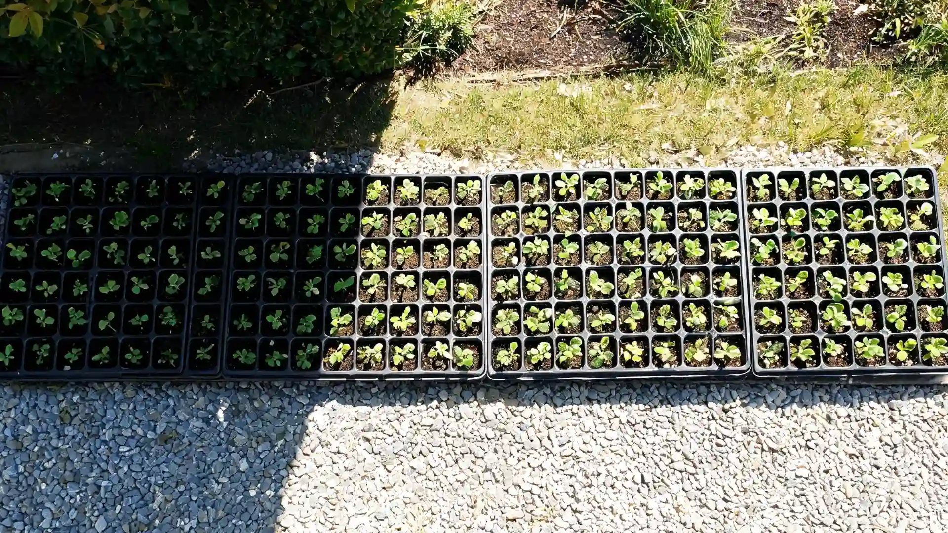 trays of young seedlings placed outdoors in sun and shade as part of the hardening-off process