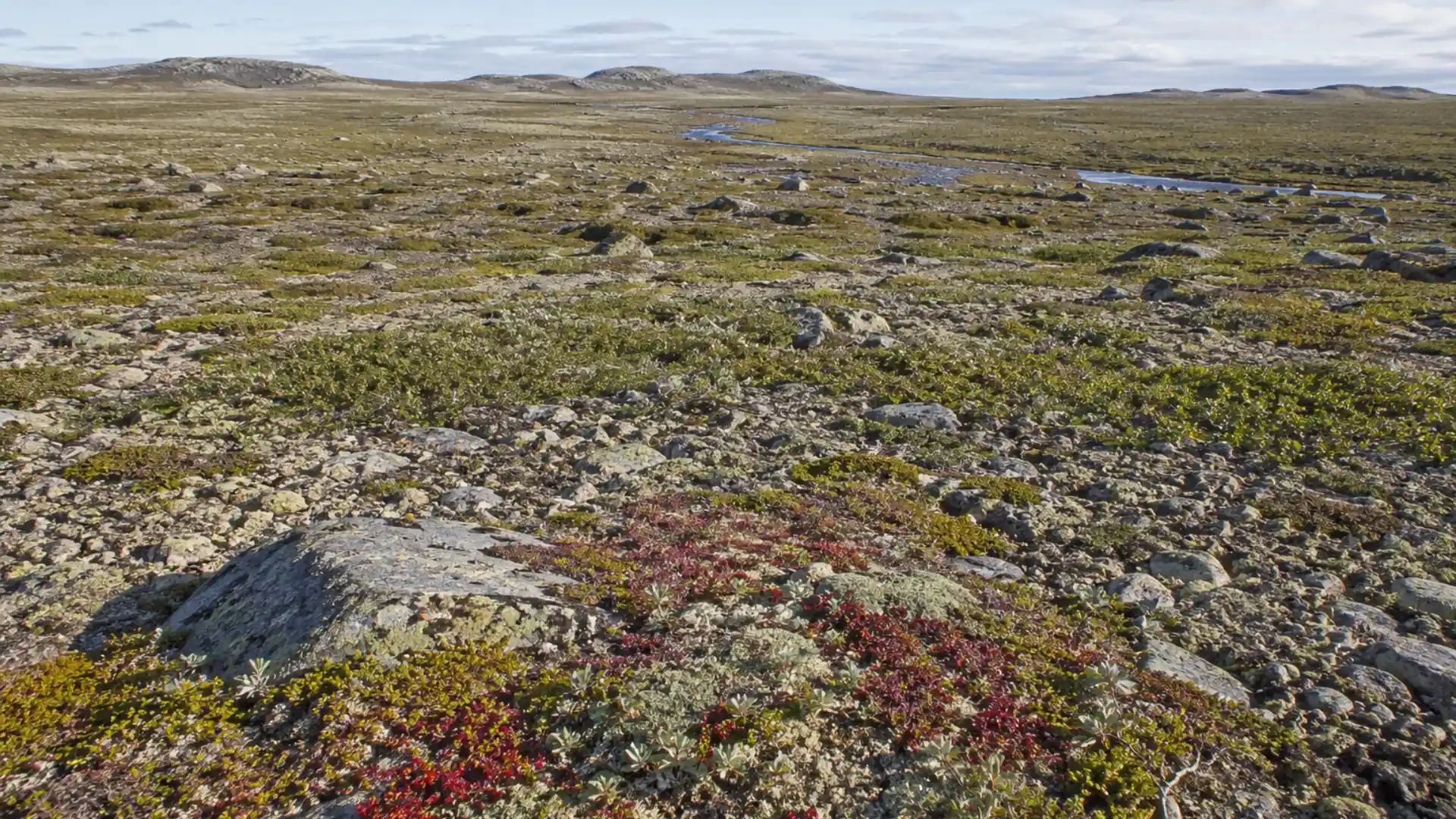 wide view of arctic tundra landscape with low growing plants
