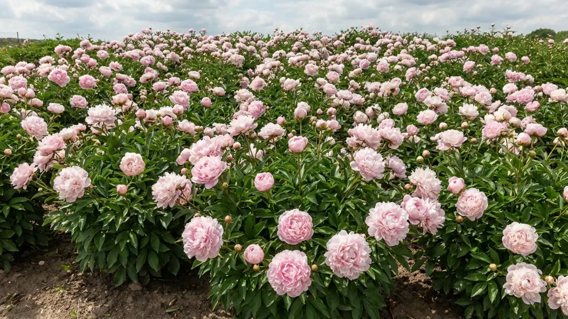 types-of-peonies