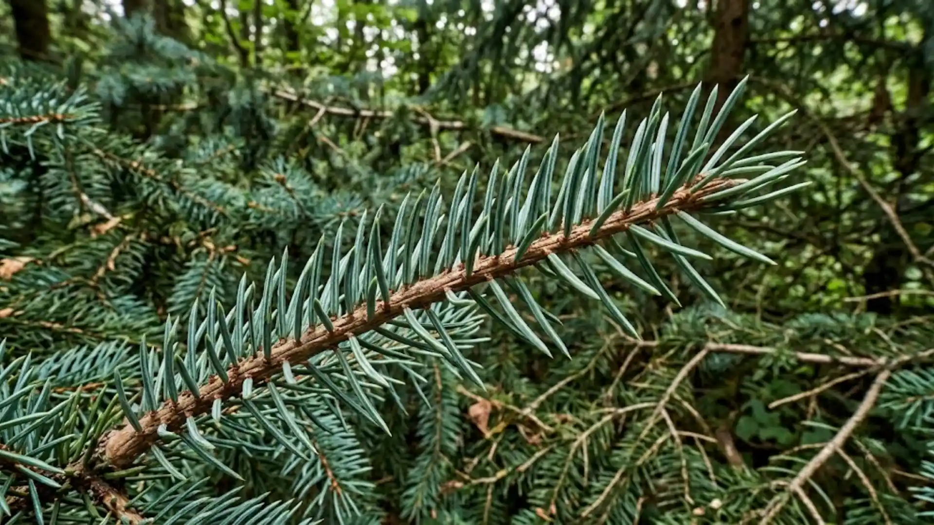 types-of-spruce-trees-to-know-before-you-plant