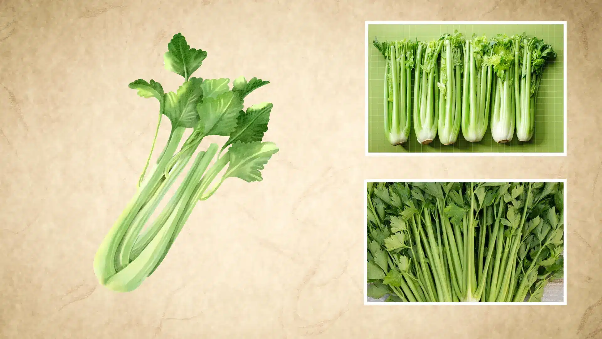 watercolor celery stalk sketch next to bunched stalks lined up and loose leafy celery pieces
