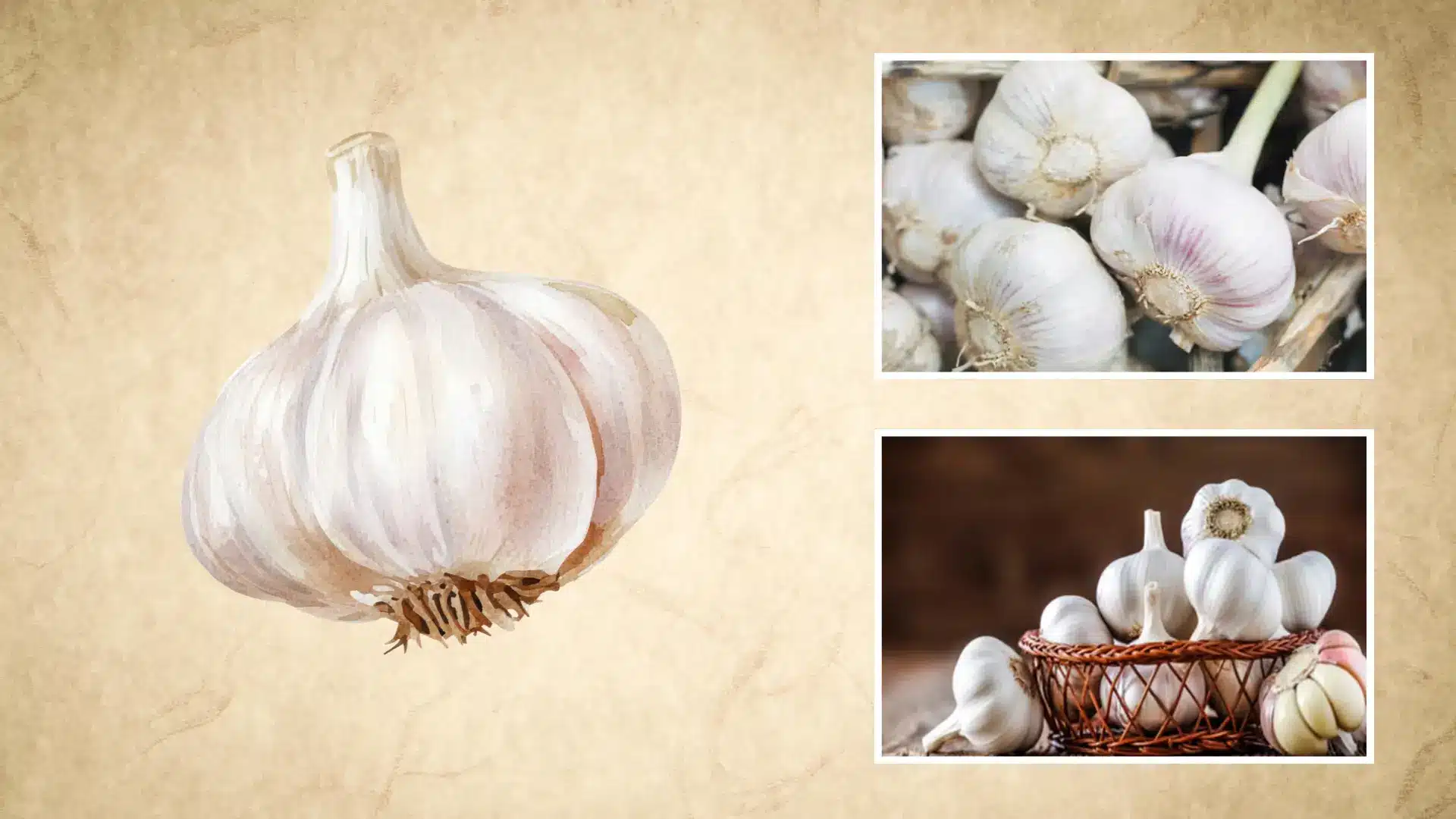 watercolor garlic bulb illustration beside photos of harvested bulbs stacked and gathered in a basket