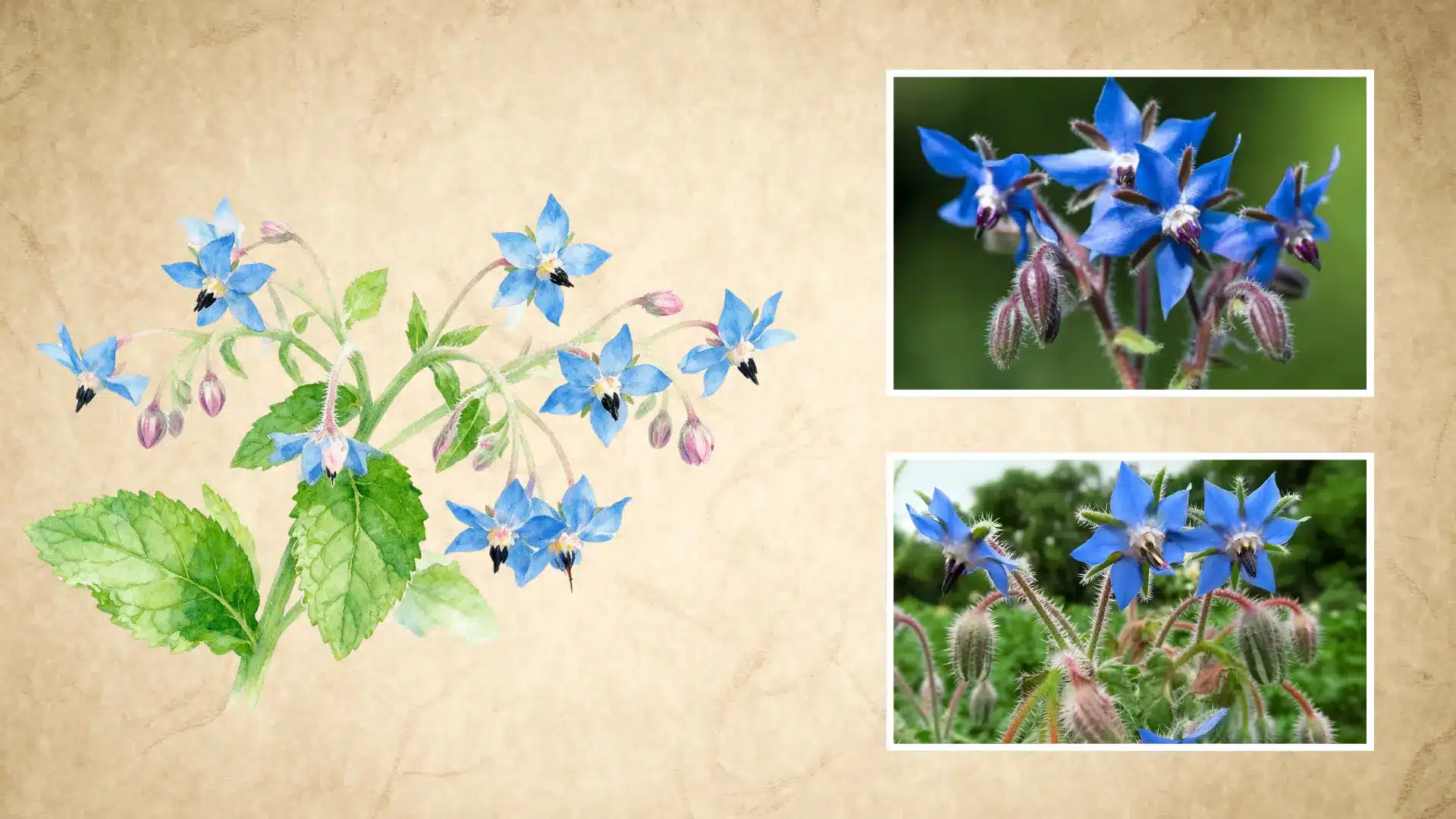 watercolor illustration of borage beside real photos of star shaped blue flowers