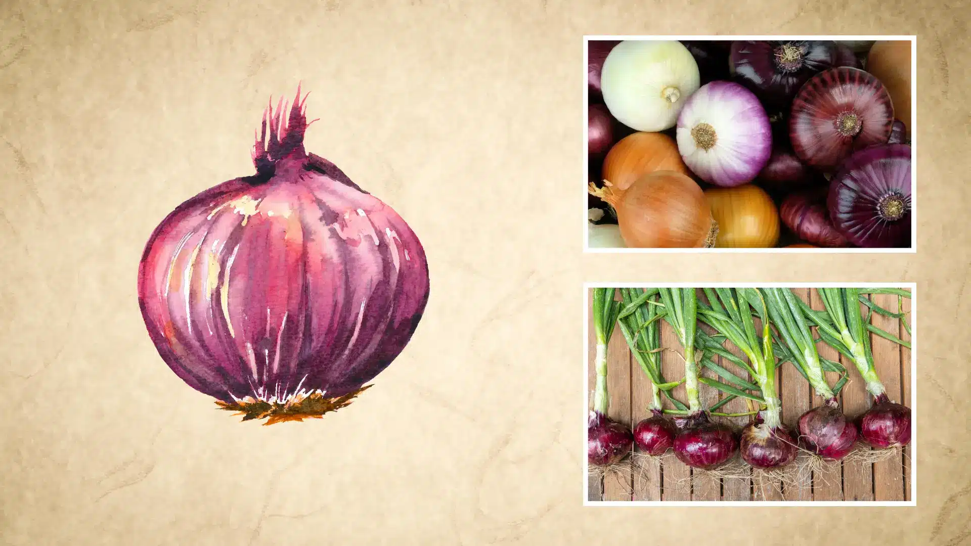 watercolor onion illustration beside photos of mixed onions and harvested red onions with green tops