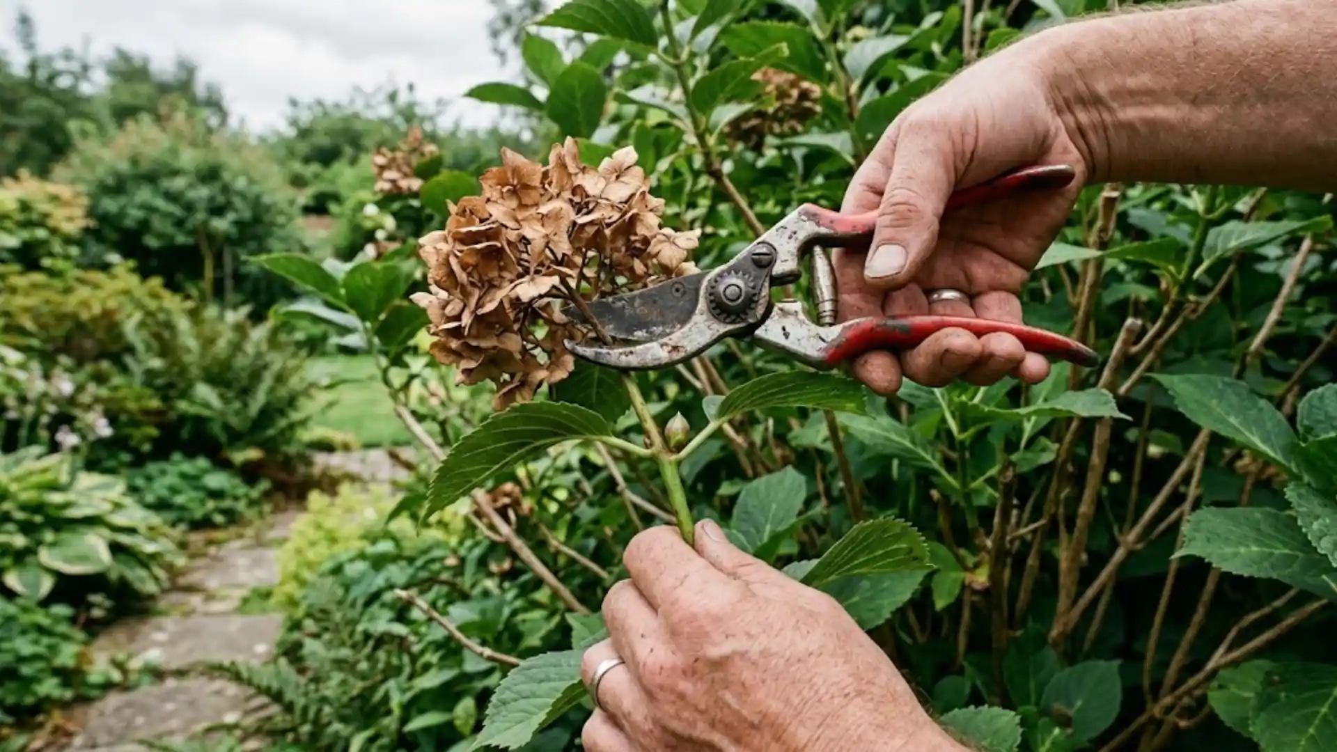 when-to-prune-hydrangeas-so-you-never-lose-a-bloom