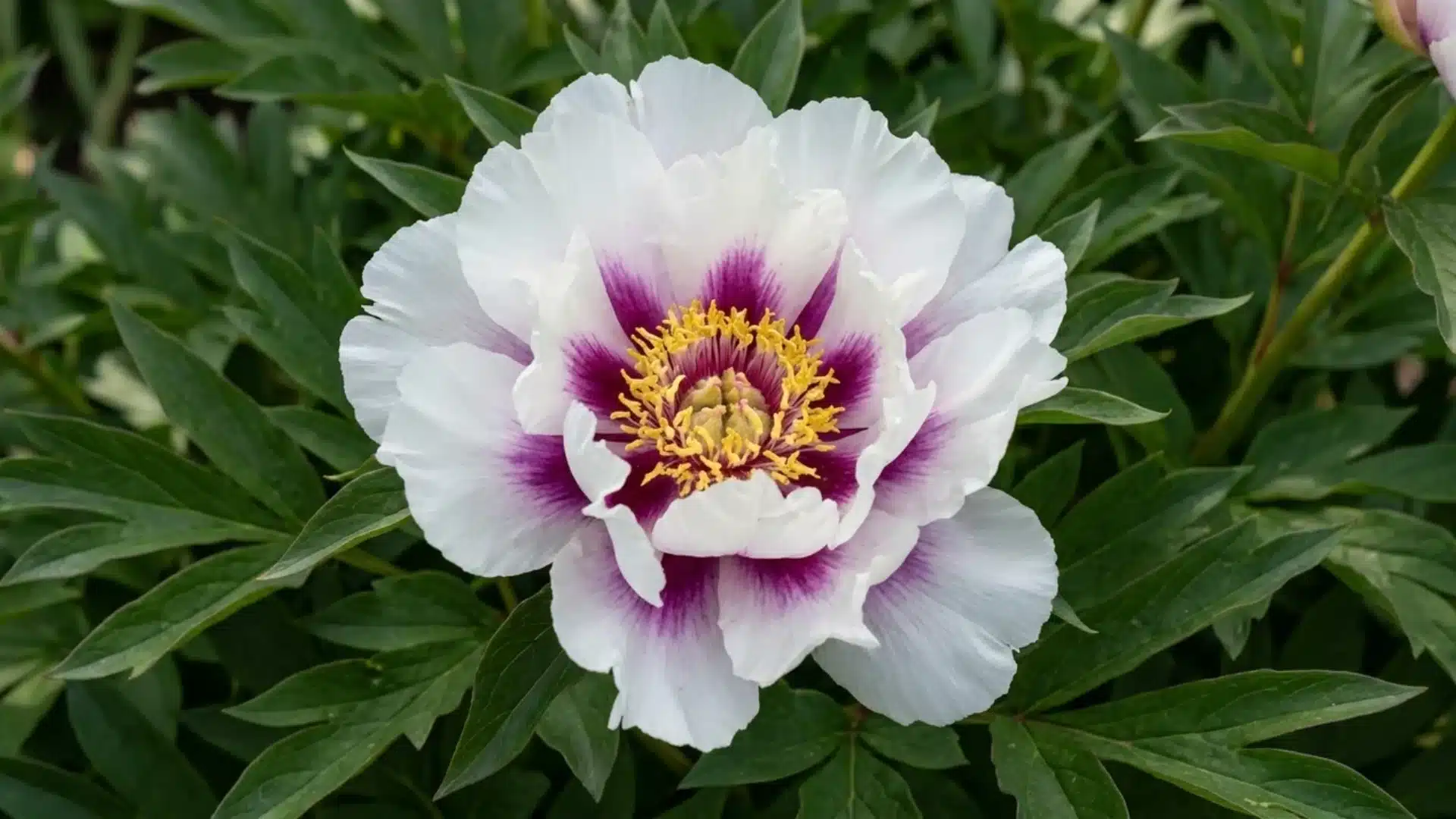 white cora louise itoh peony bloom with deep purple center surrounded by green foliage