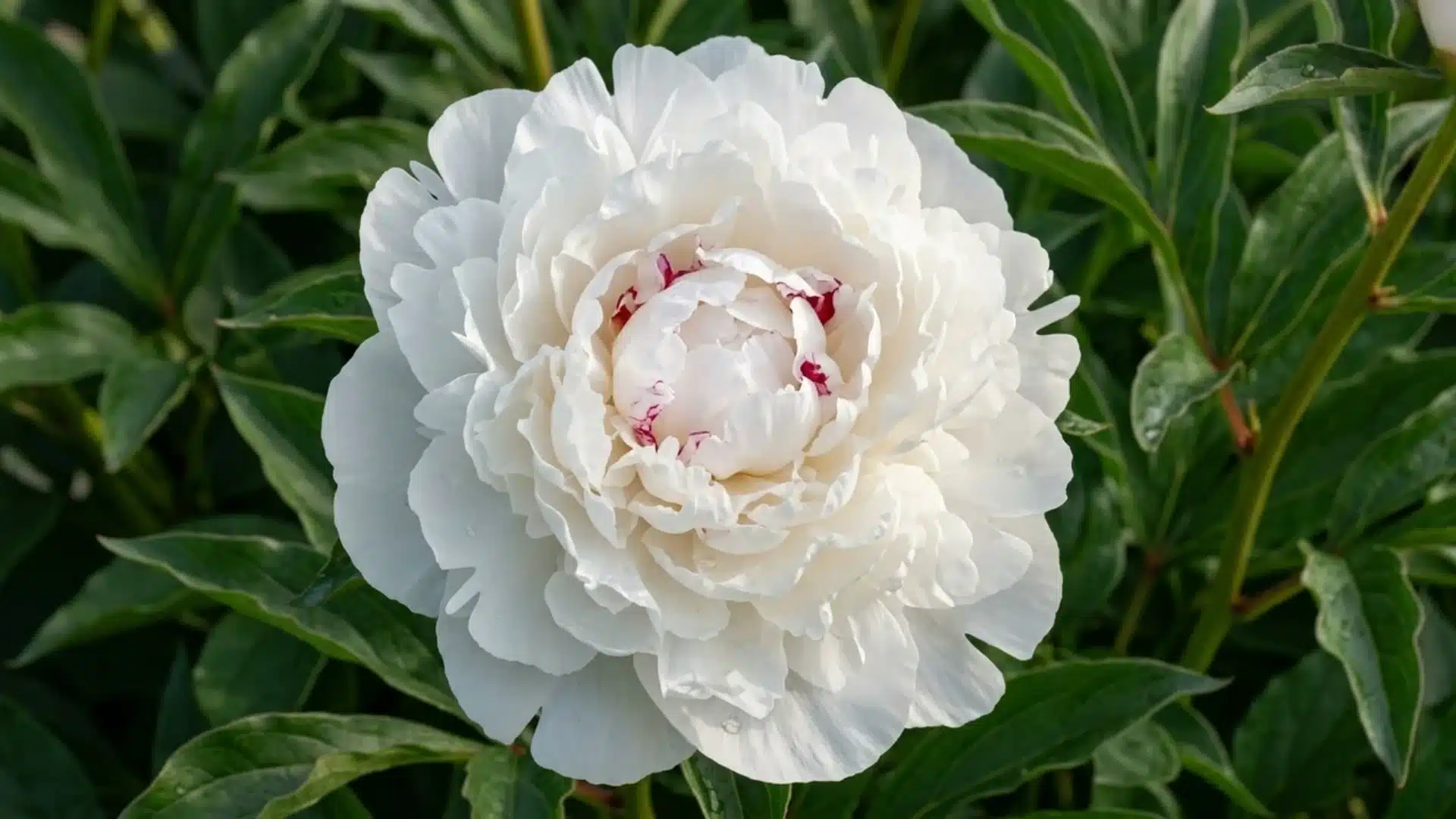 white festiva maxima peony bloom with faint red flecks at center in a green garden