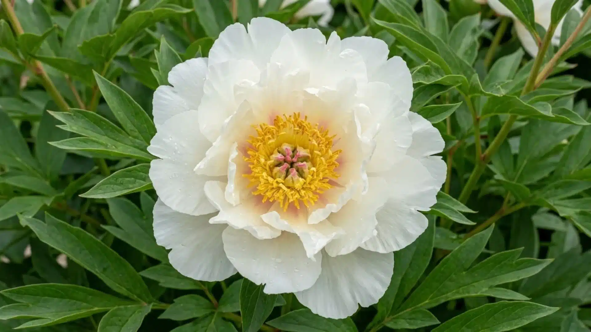 white love affair itoh peony bloom with golden center surrounded by green foliage in garden