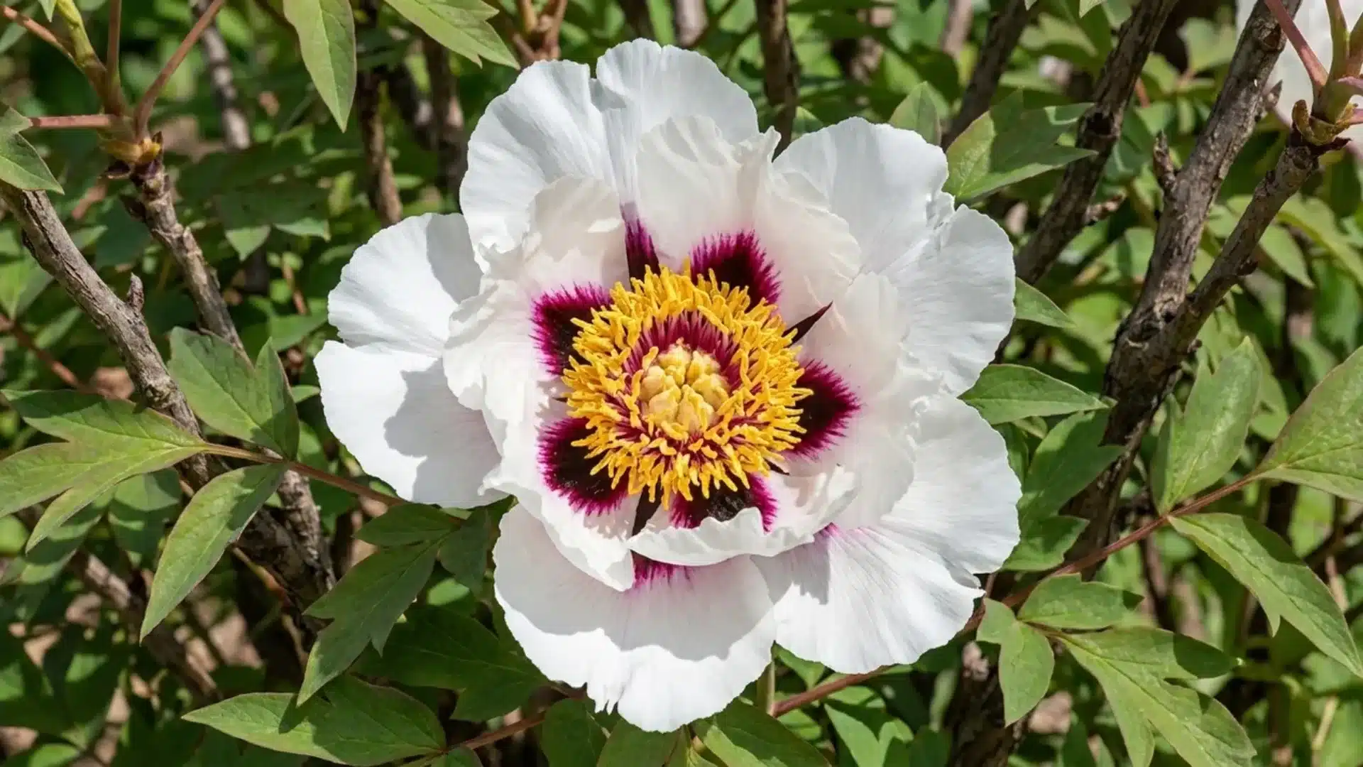 white rock's variety tree peony bloom with dark purple flares and golden center in garden