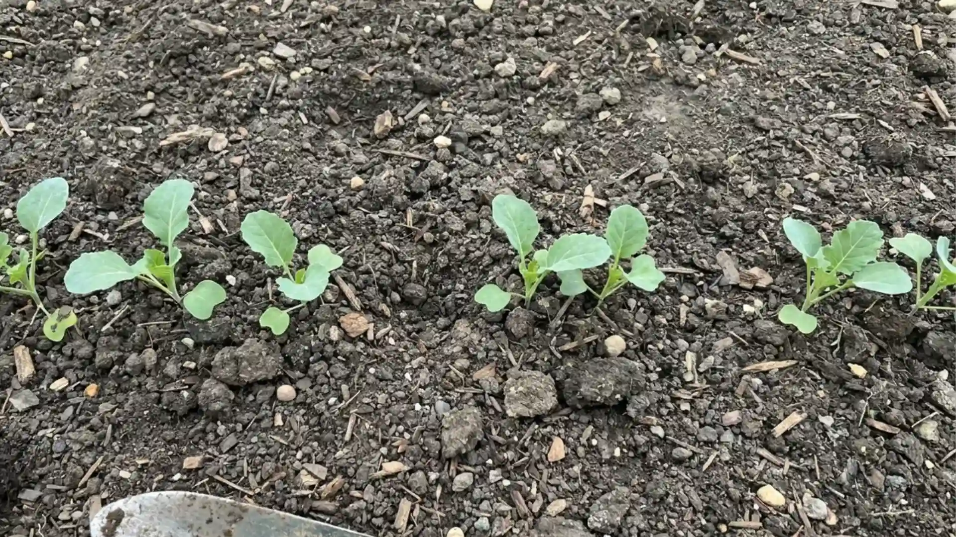young broccoli seedlings spaced evenly in a row of dark garden soil ready to grow