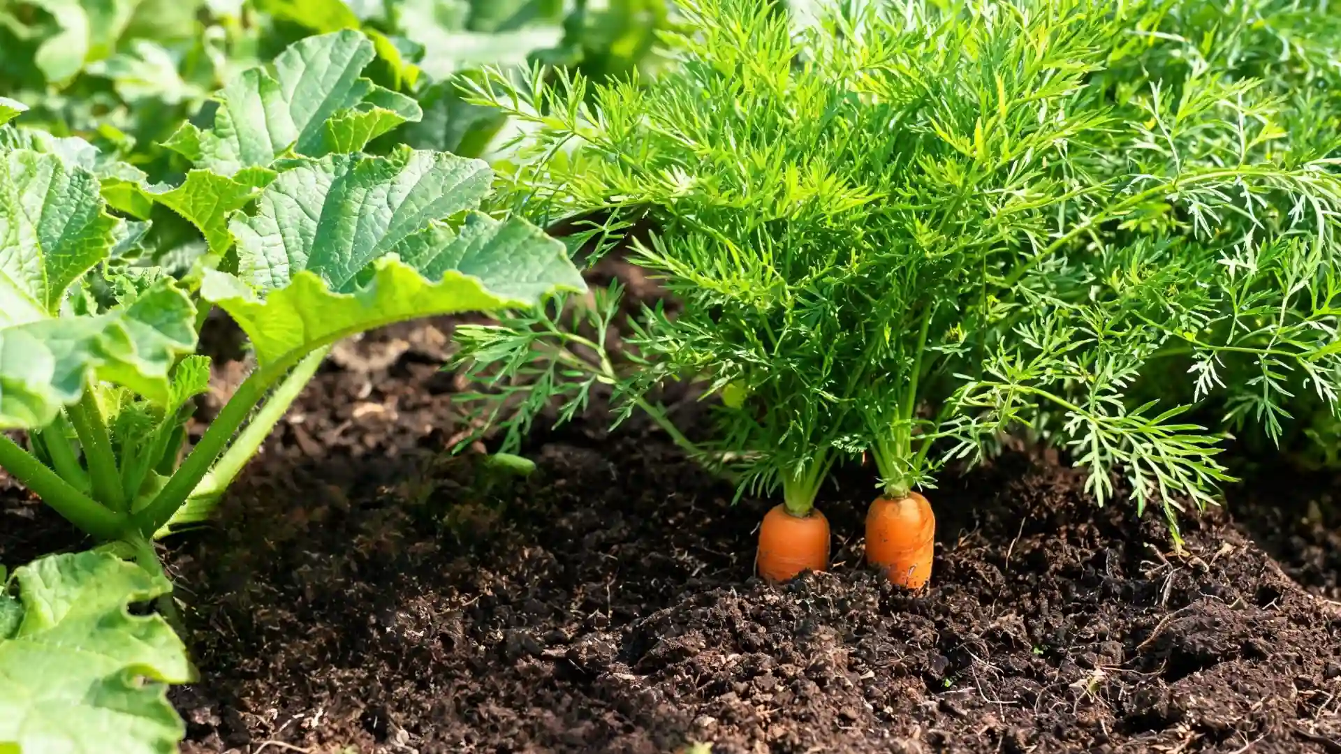 zucchini with broad green leaves growing beside carrots with feathery foliage in rich garden soil