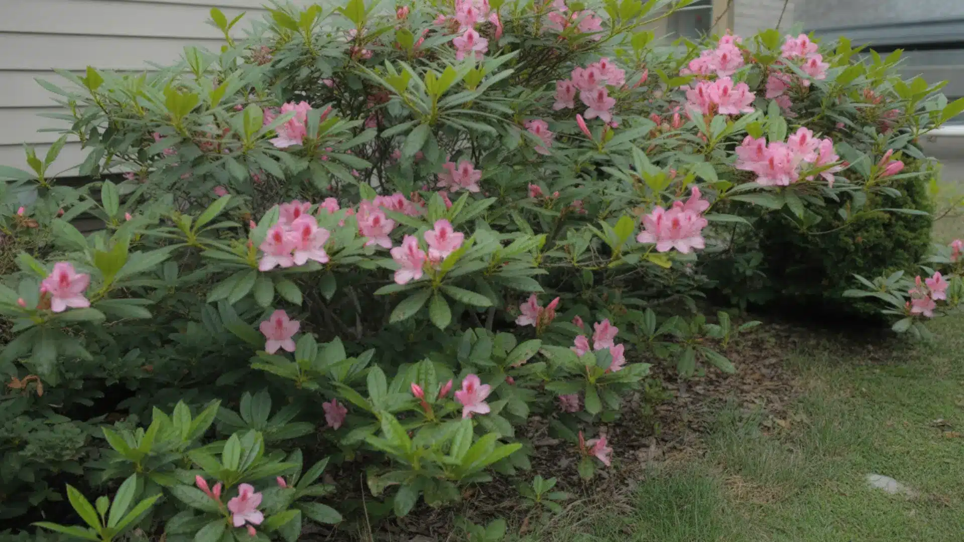 evergreen azalea shrub with pink blooms and dense green leaves along a house foundation