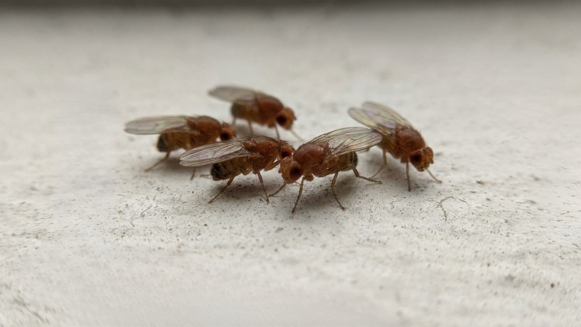 close up shot of several adult fruit flies resting together on a plain white surface