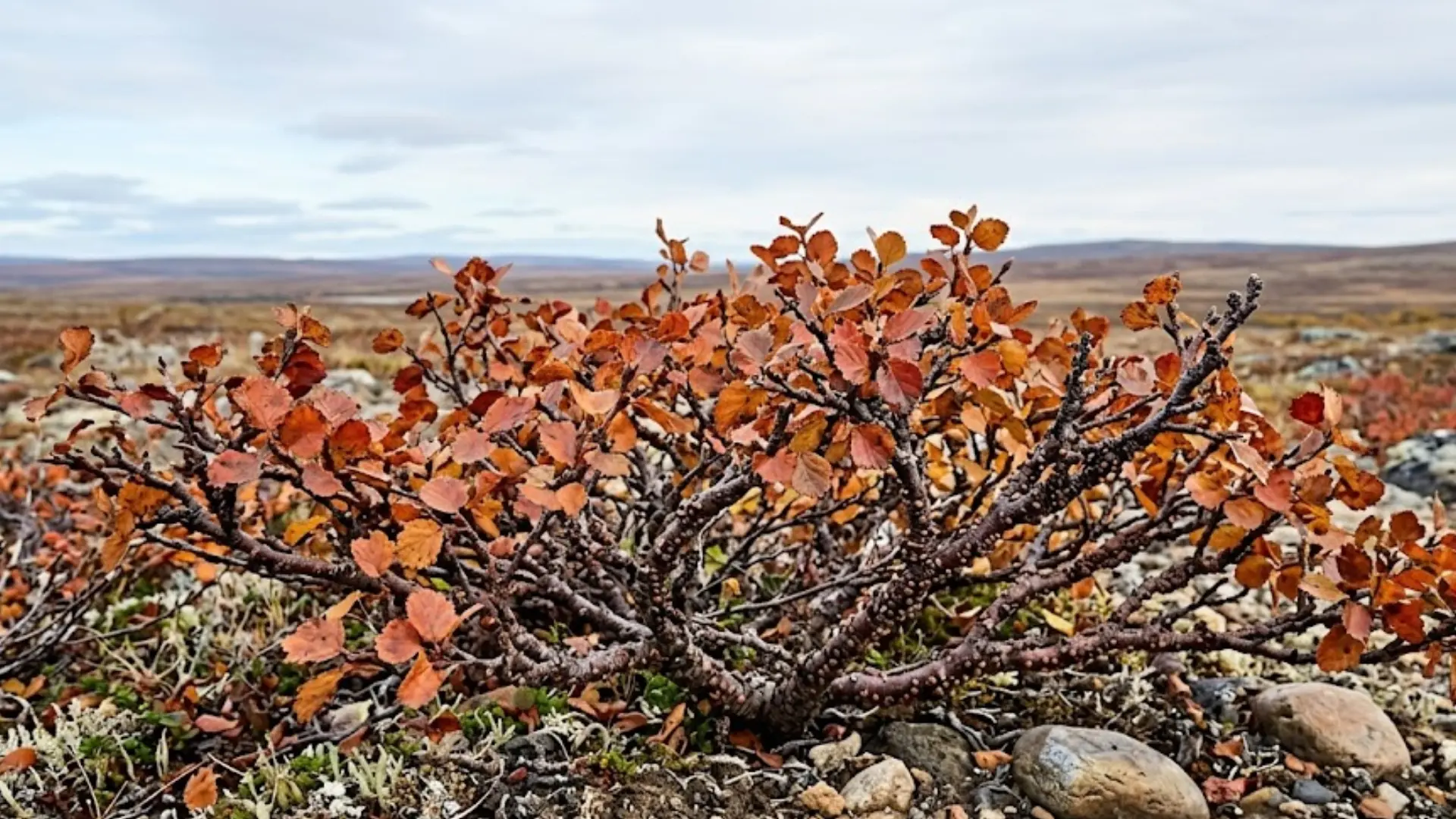 a very low spreading shrub with orange-red leaves and knobby branches growing across wide open rocky tundra ground