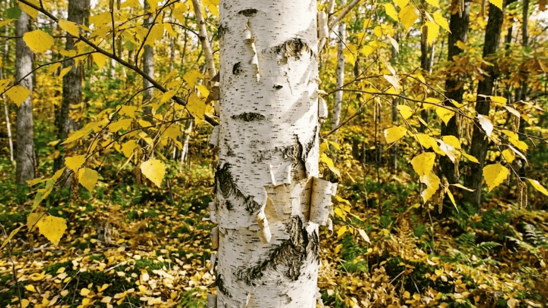birch tree with white peeling bark and yellow autumn leaves in the forest