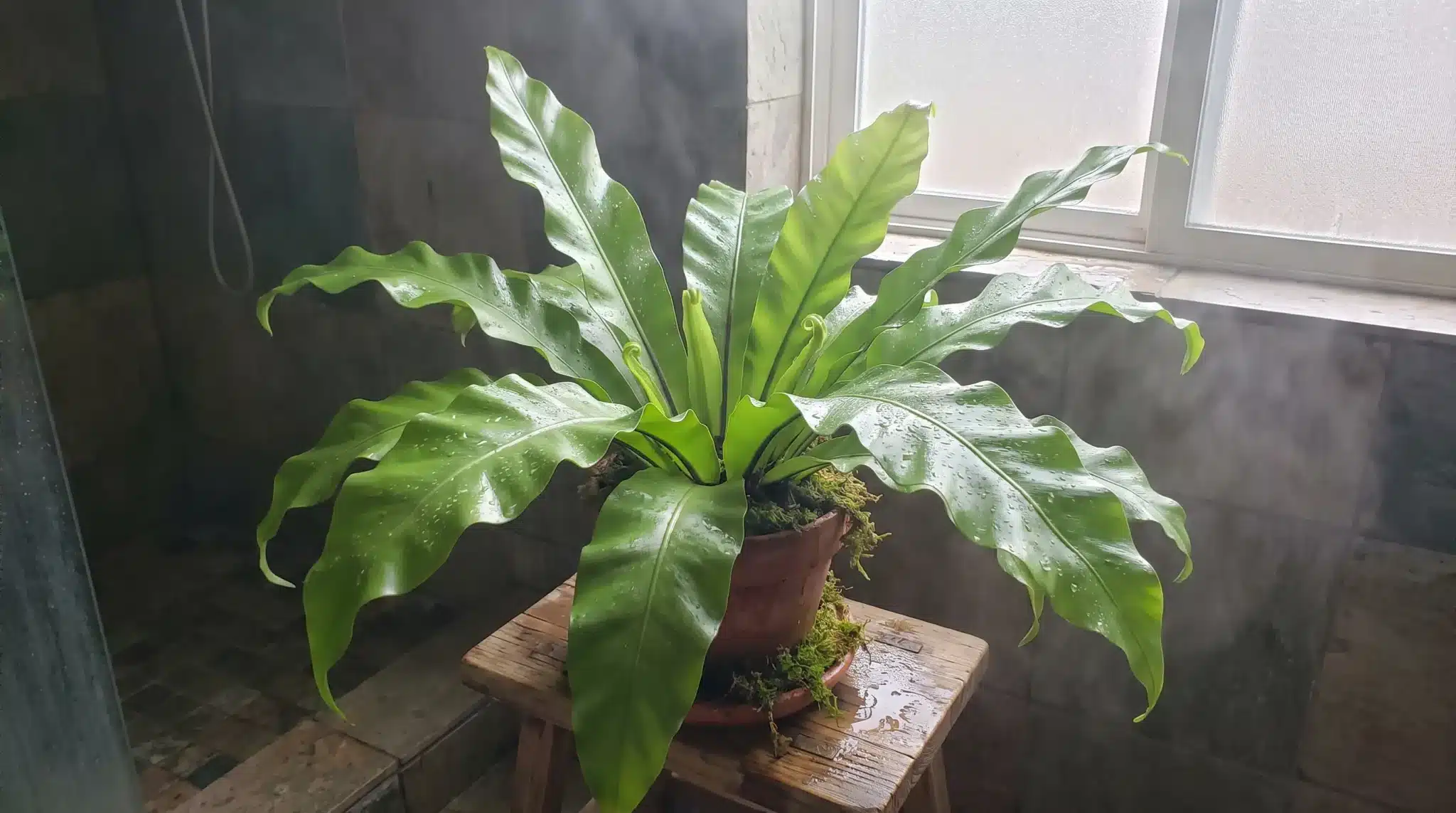 large bird’s nest fern with broad wavy green fronds on a wooden stool beside a bathroom window