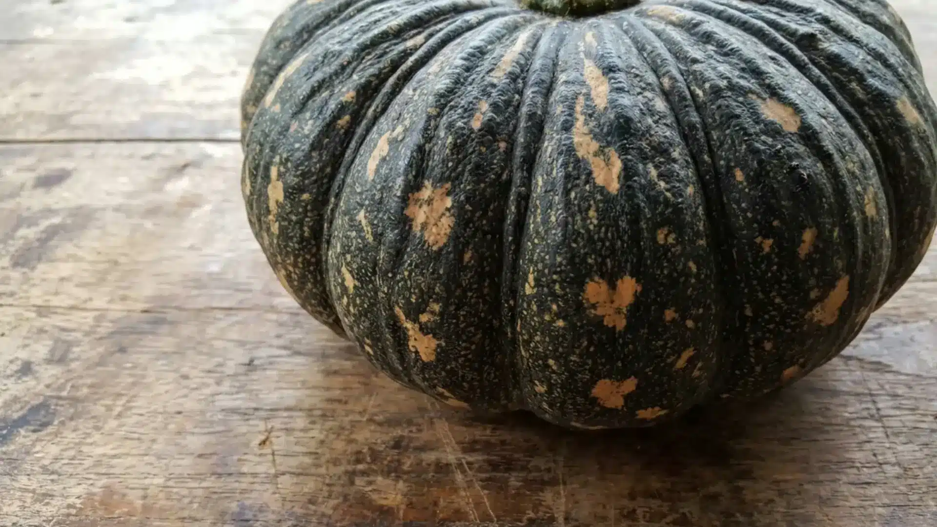 dark green black futsu squash close up shot