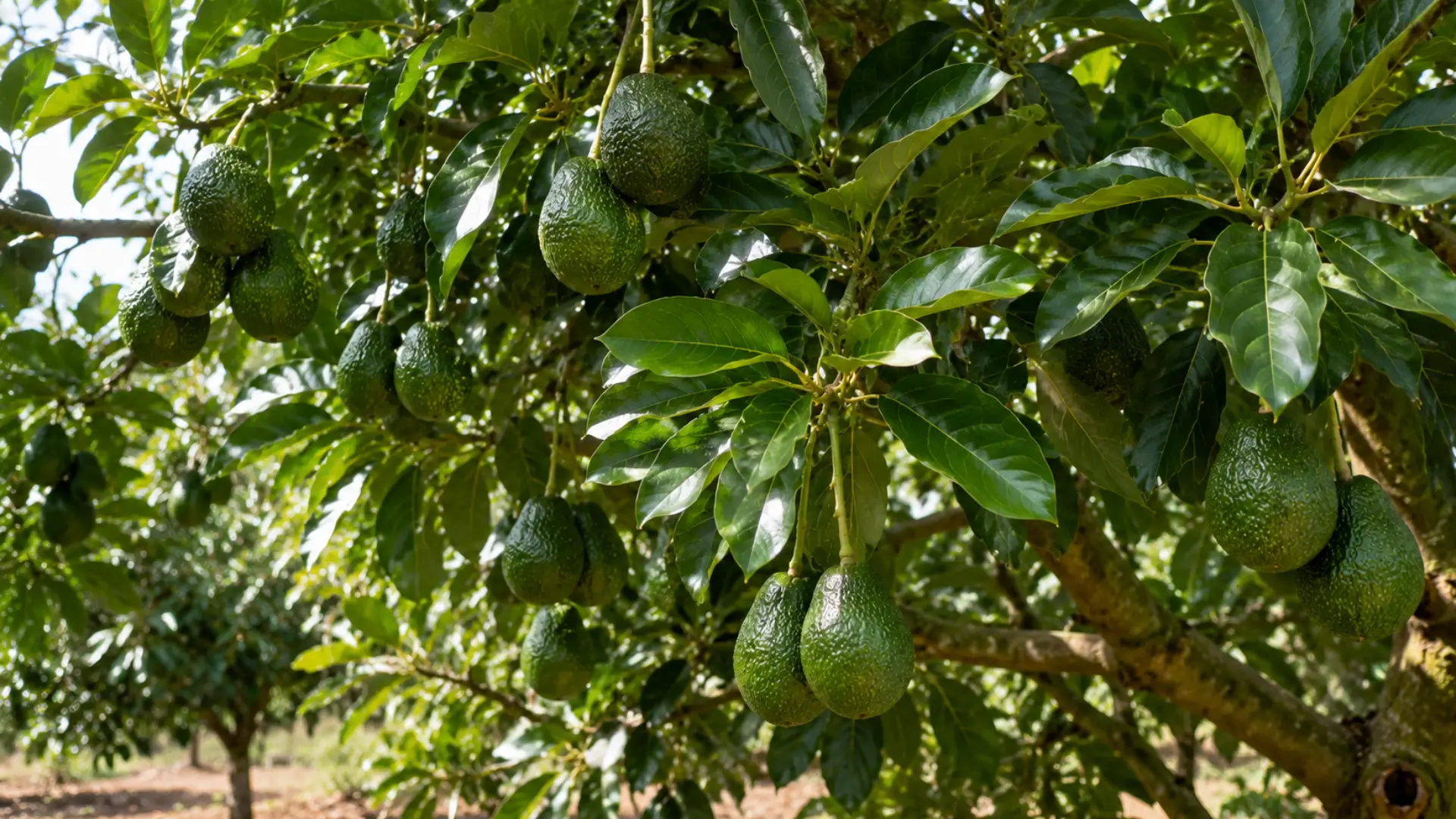 mature avocado tree producing ripe fruit in a sunny outdoor garden