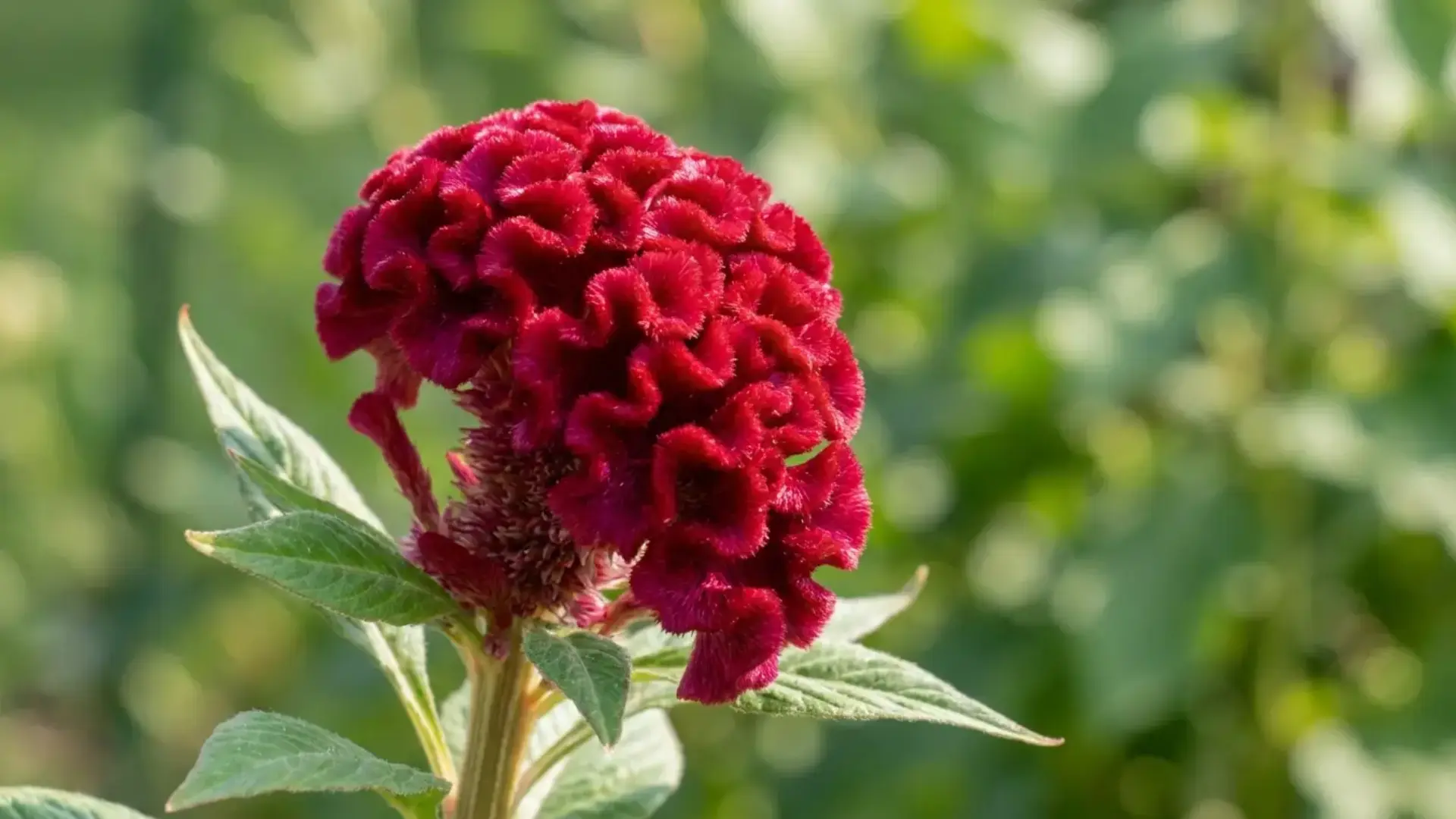 celosia
