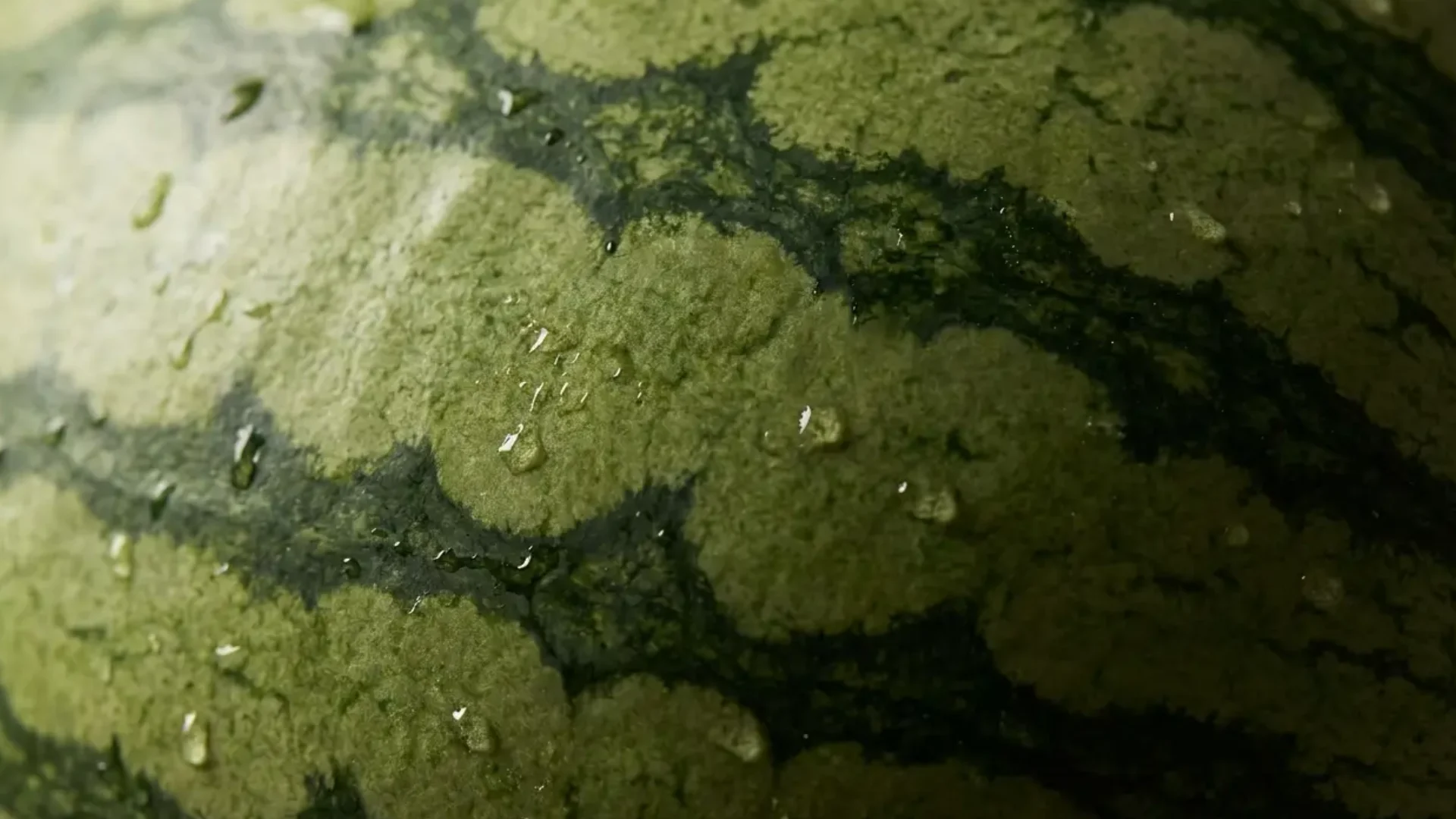 close up of watermelon rind showing dull matte skin with dark green stripes