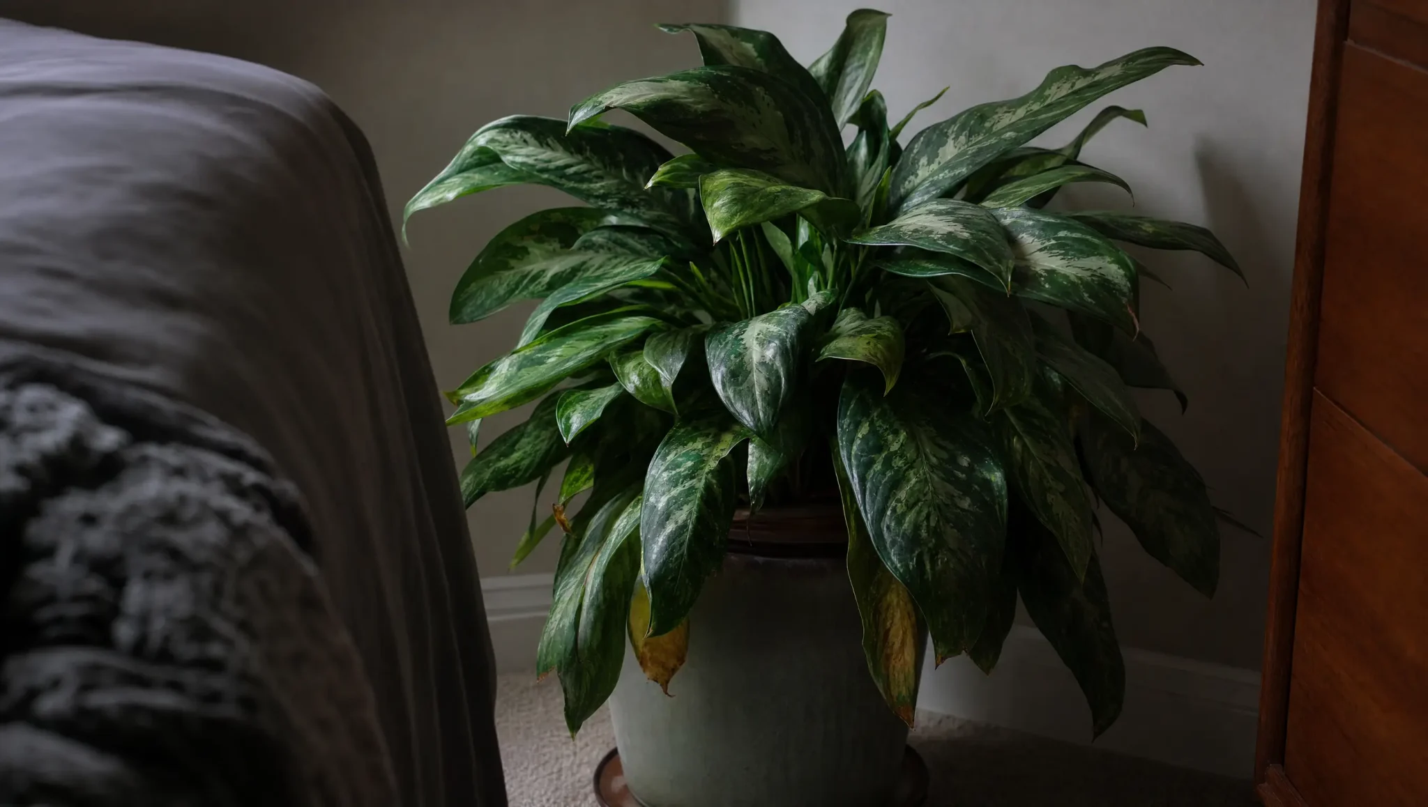 mature chinese evergreen with naturally varied leaves growing in a shaded bedroom corner