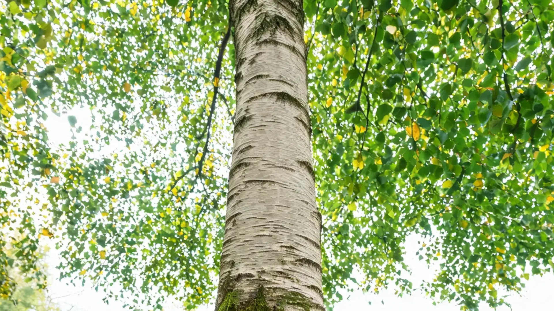 old tall birch trunk with pale textured bark viewed upward through a dense bright canopy of green sunlit leaves