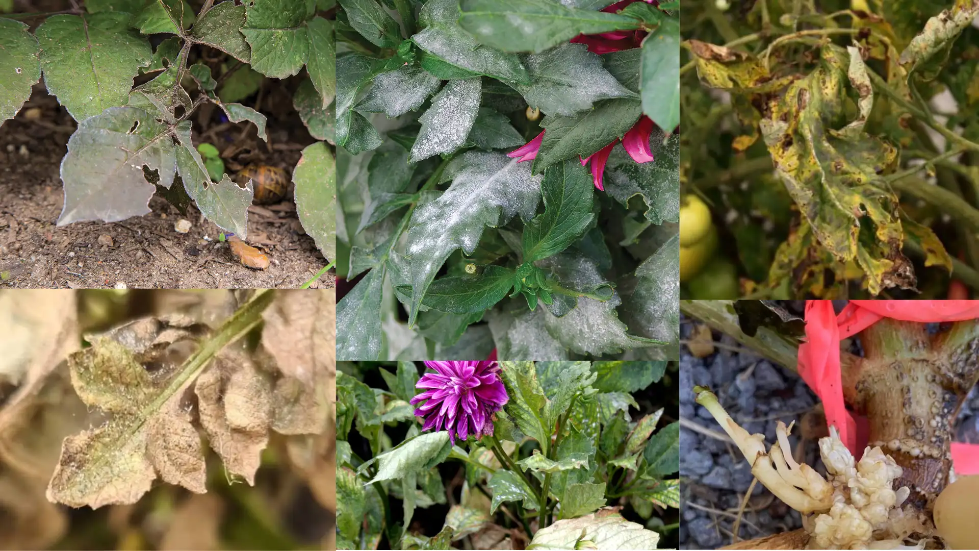 collage showing flowering plants with powdery mildew, yellowing spotted leaves, and damaged roots