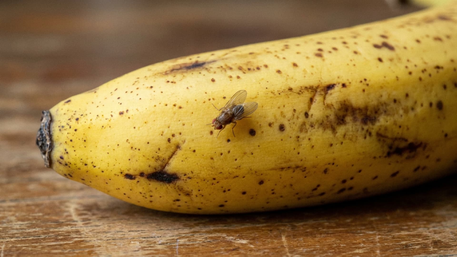 fruit fly resting on the spotted skin of a ripe banana on wooden table