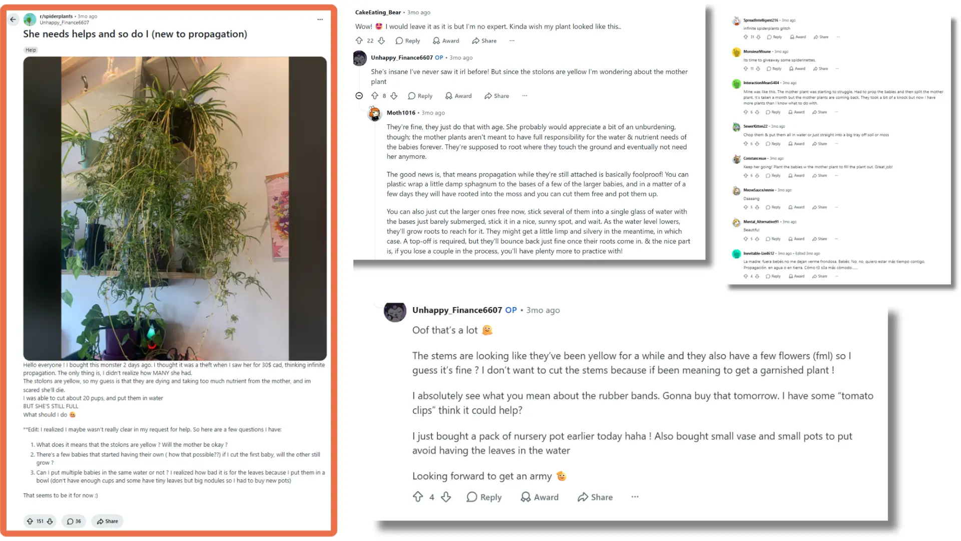 reddit thread discussing propagation tips for an overgrown spider plant