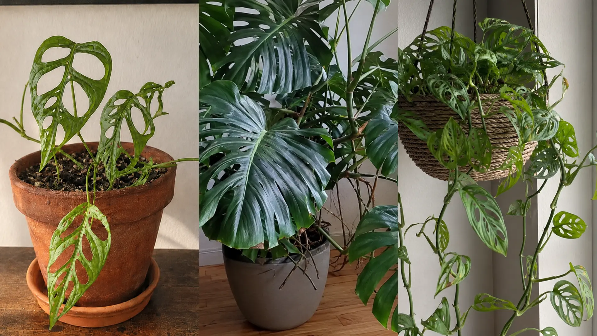 collage showing monstera obliqua, deliciosa, and adansonii plants growing indoors in pots