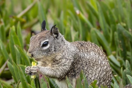 Squirrel munching on a yellow flower among green foliage in daylight