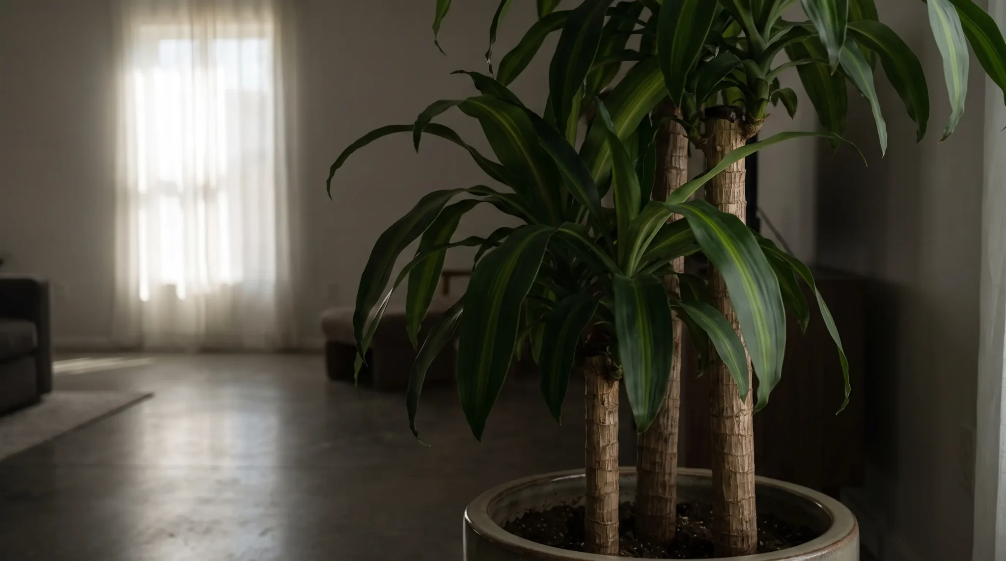 tall corn plant with woody canes and arching green leaves in a softly lit living room corner