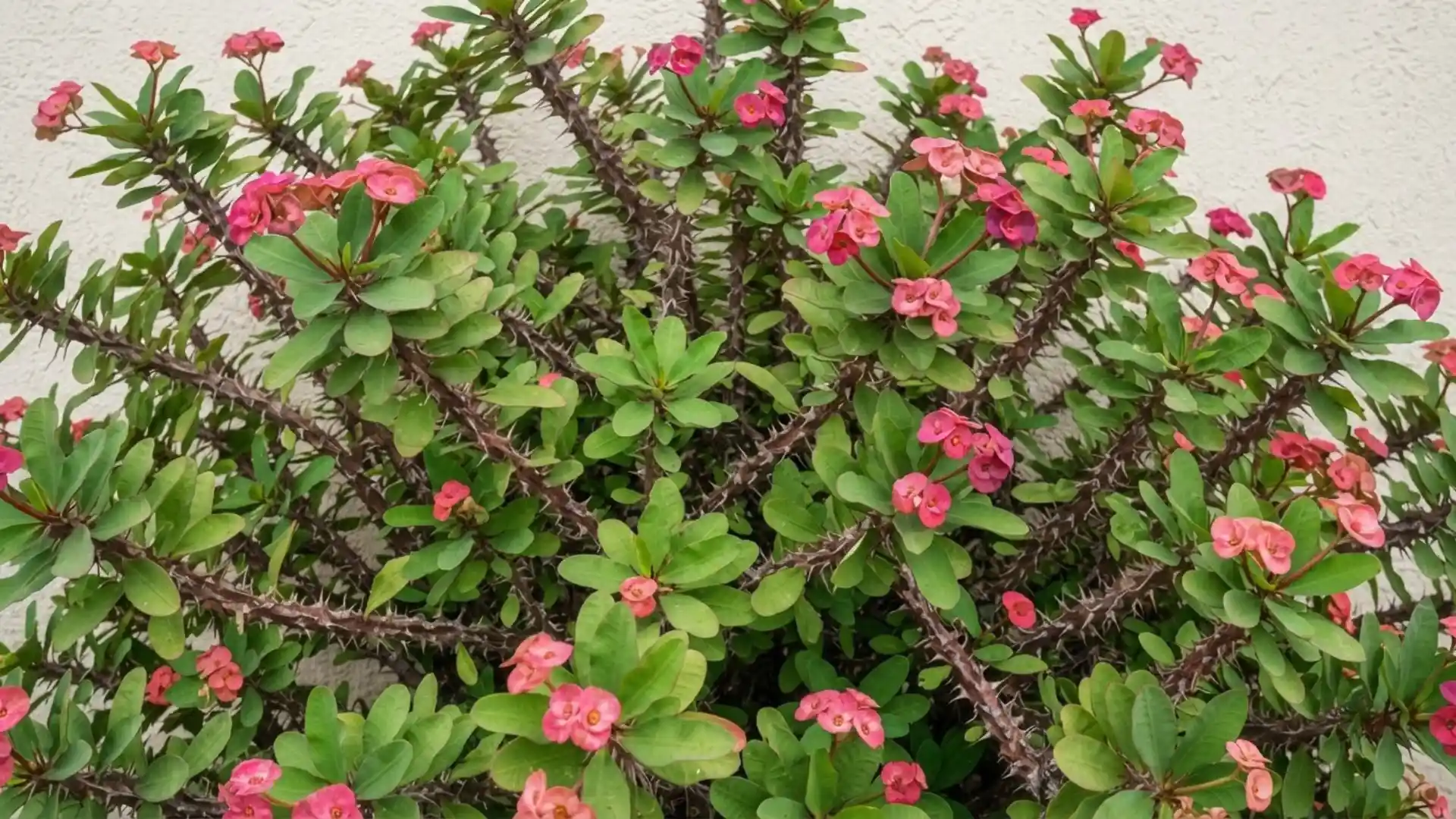 close-up of dense crown of thorns shrub with pink blooms, thorny stems, and green leaves outdoors