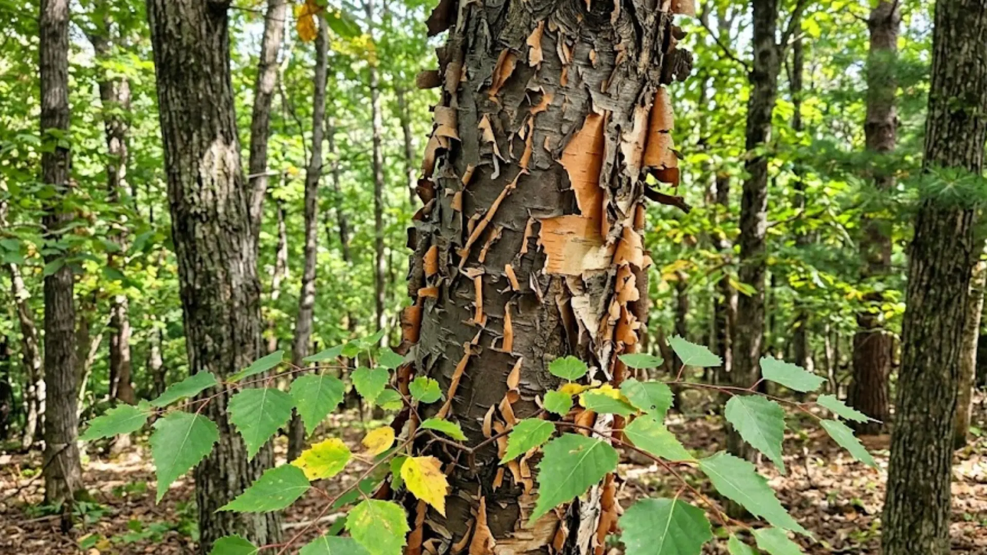 old birch trunk peeling away in curling strips with green serrated leaves growing in a very thick leafy forest