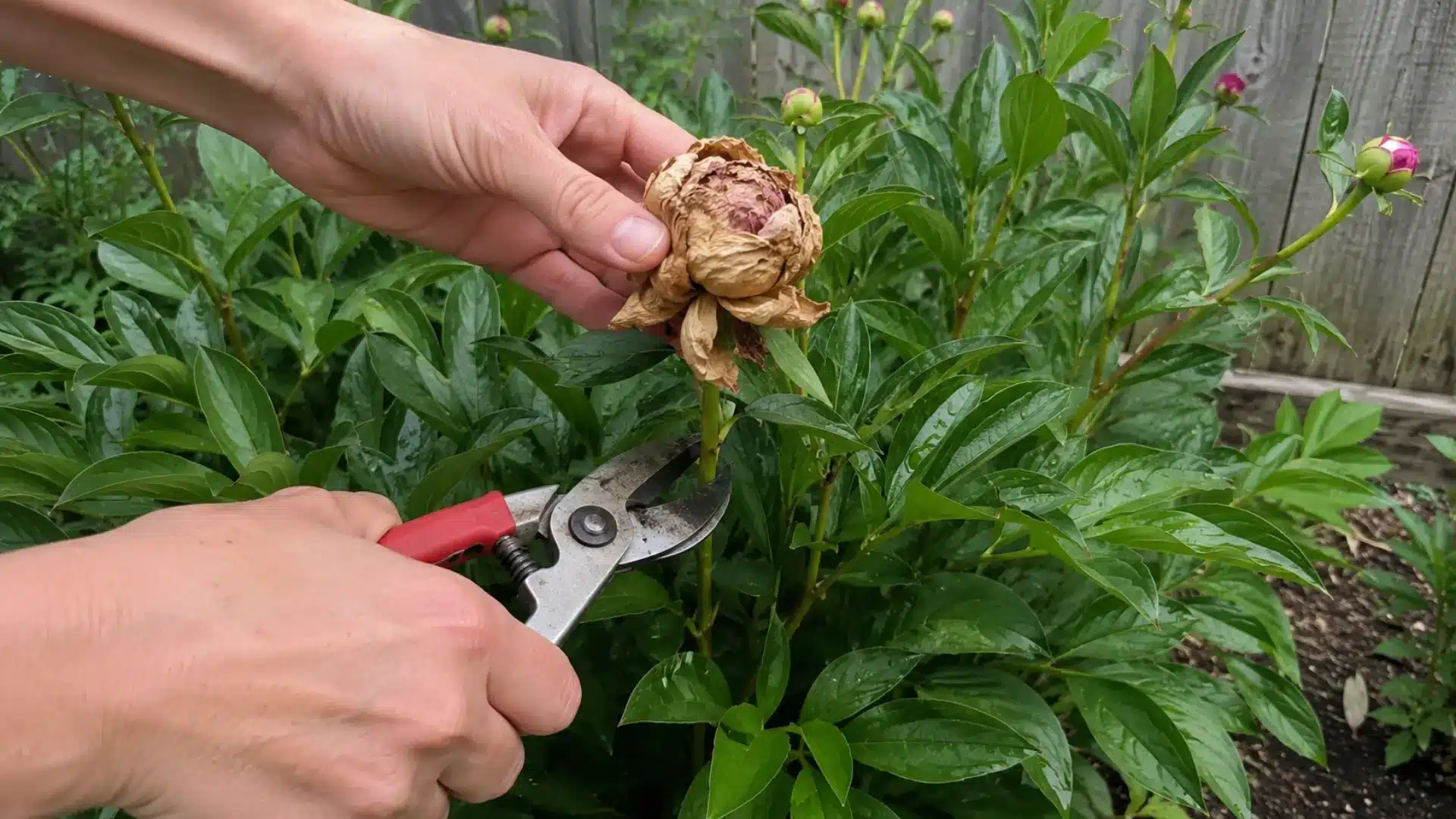 hands using pruning shears to snip faded peony bloom off stem