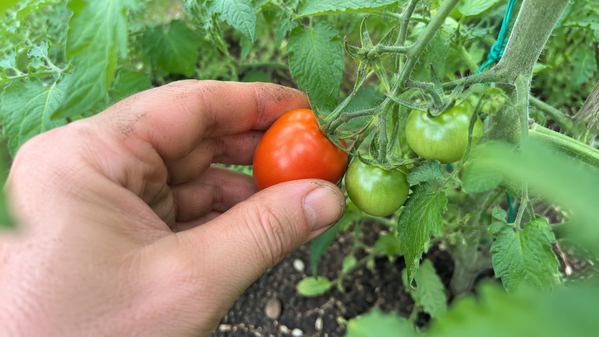 determinate-vs-indeterminate-tomato-types-decoded