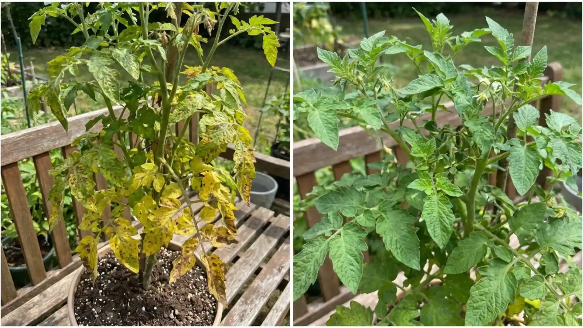 tomato plant comparison showing yellowing at bottom leaves versus top new growth