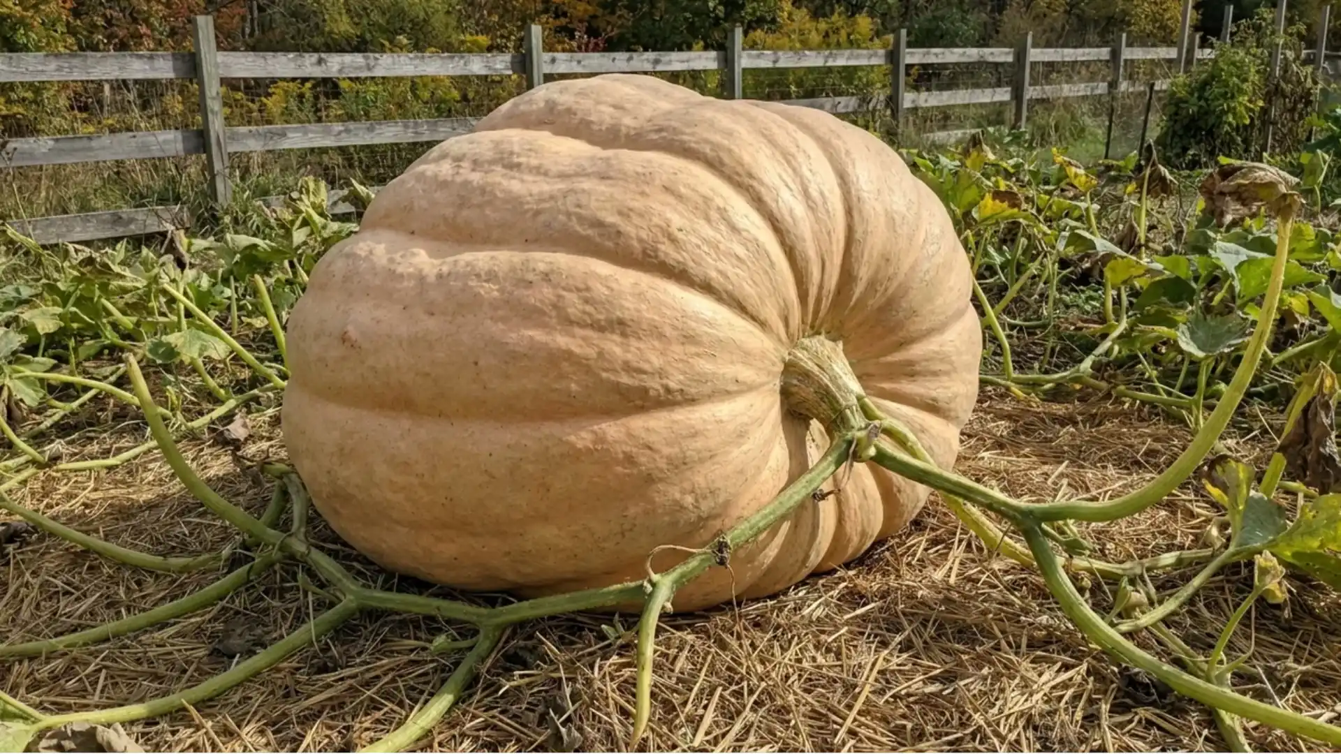 dills atlantic giant pumpkin record breaking massive size